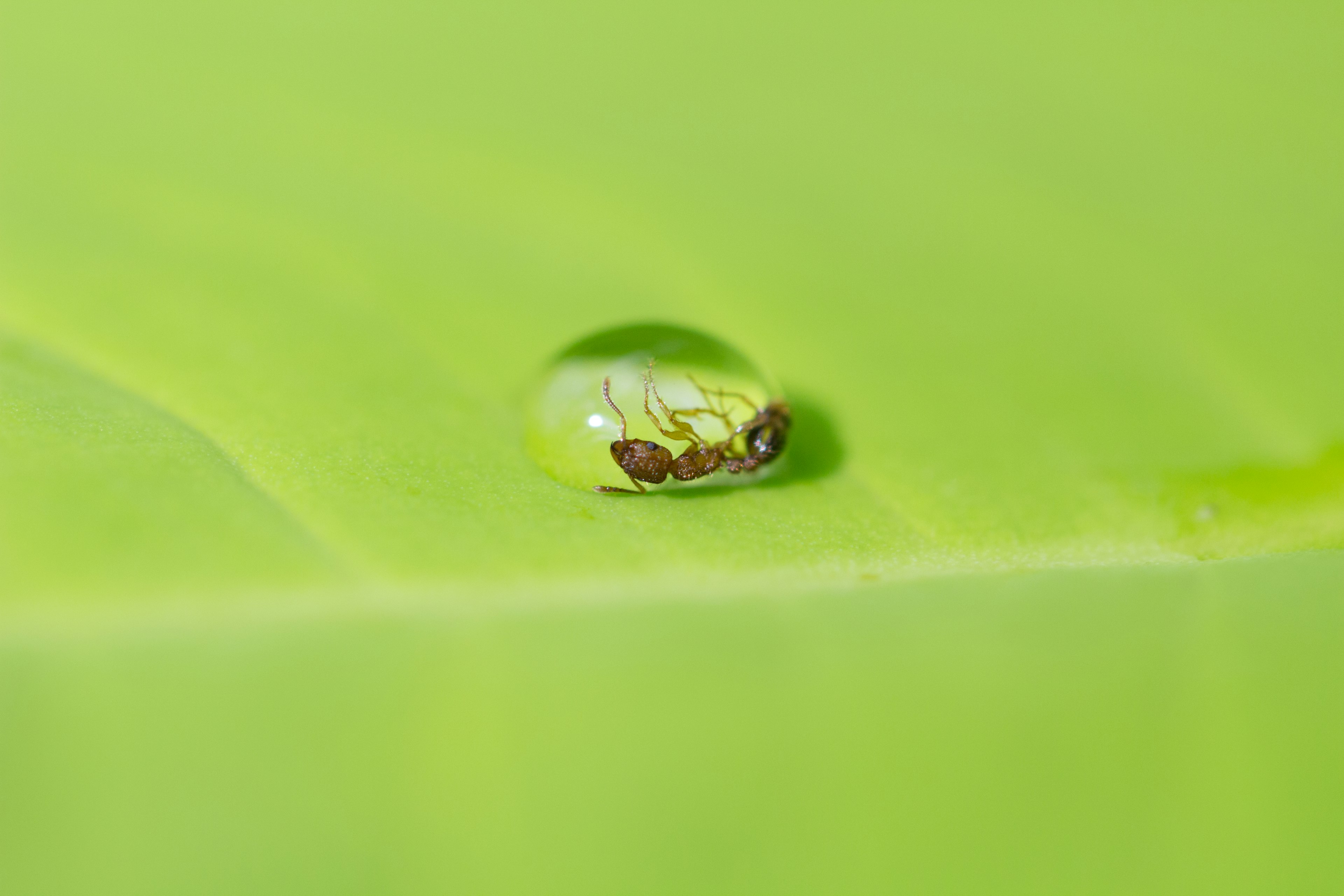 Primo piano di una goccia d'acqua su una foglia verde piccola pianta visibile all'interno della goccia