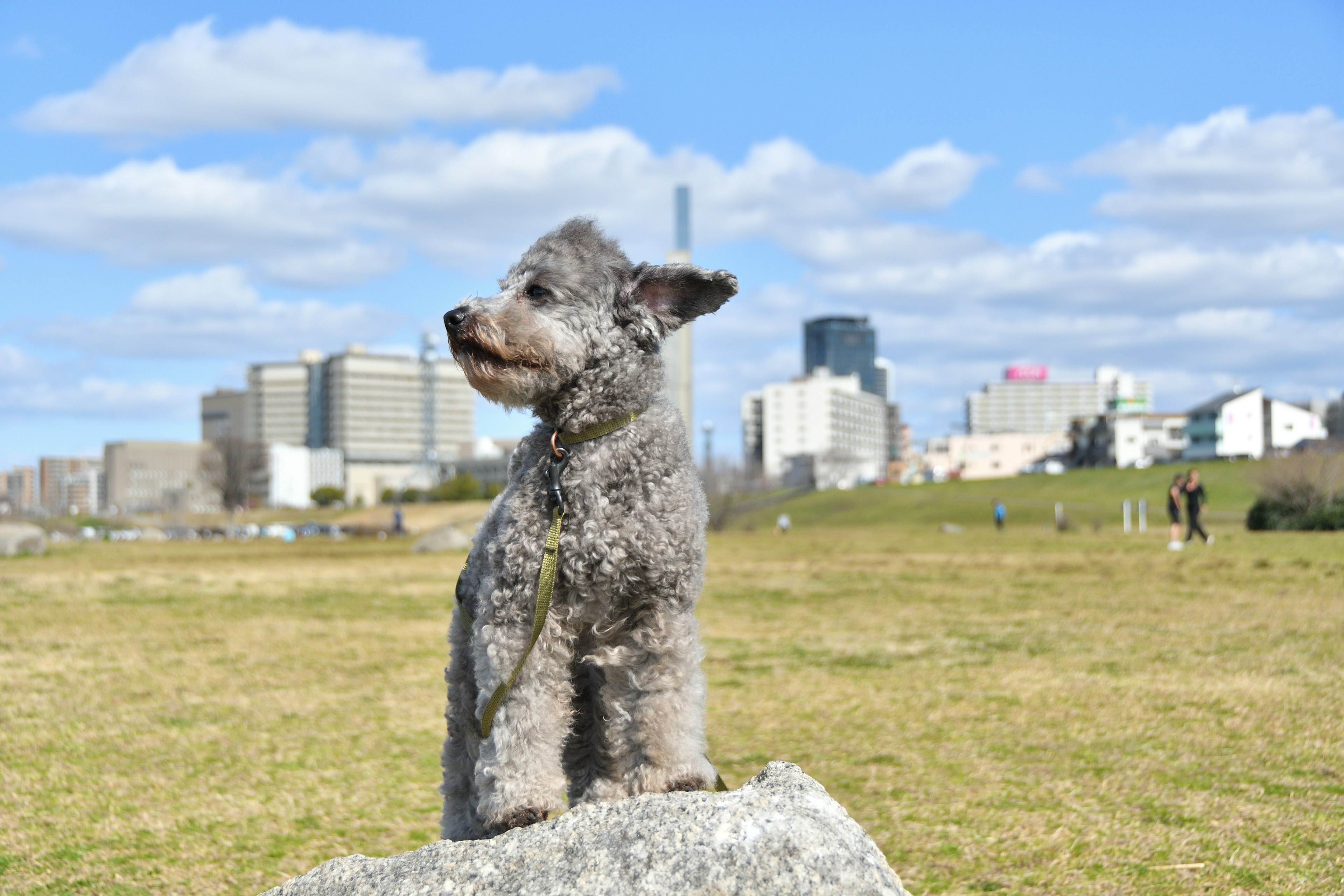 公園で岩の上に座る犬と都市の背景