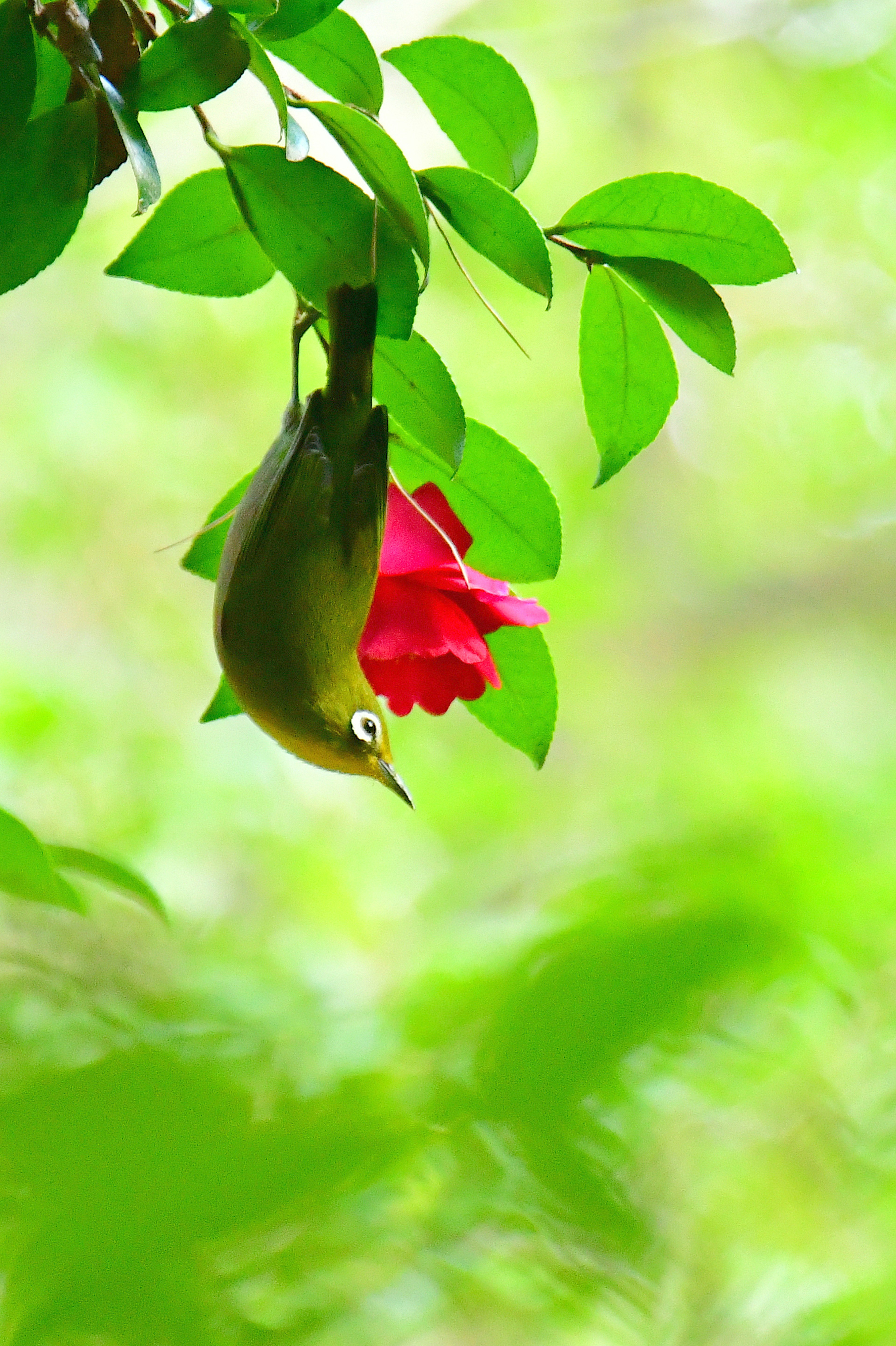 緑の葉の間で赤い花にぶら下がる小さな鳥