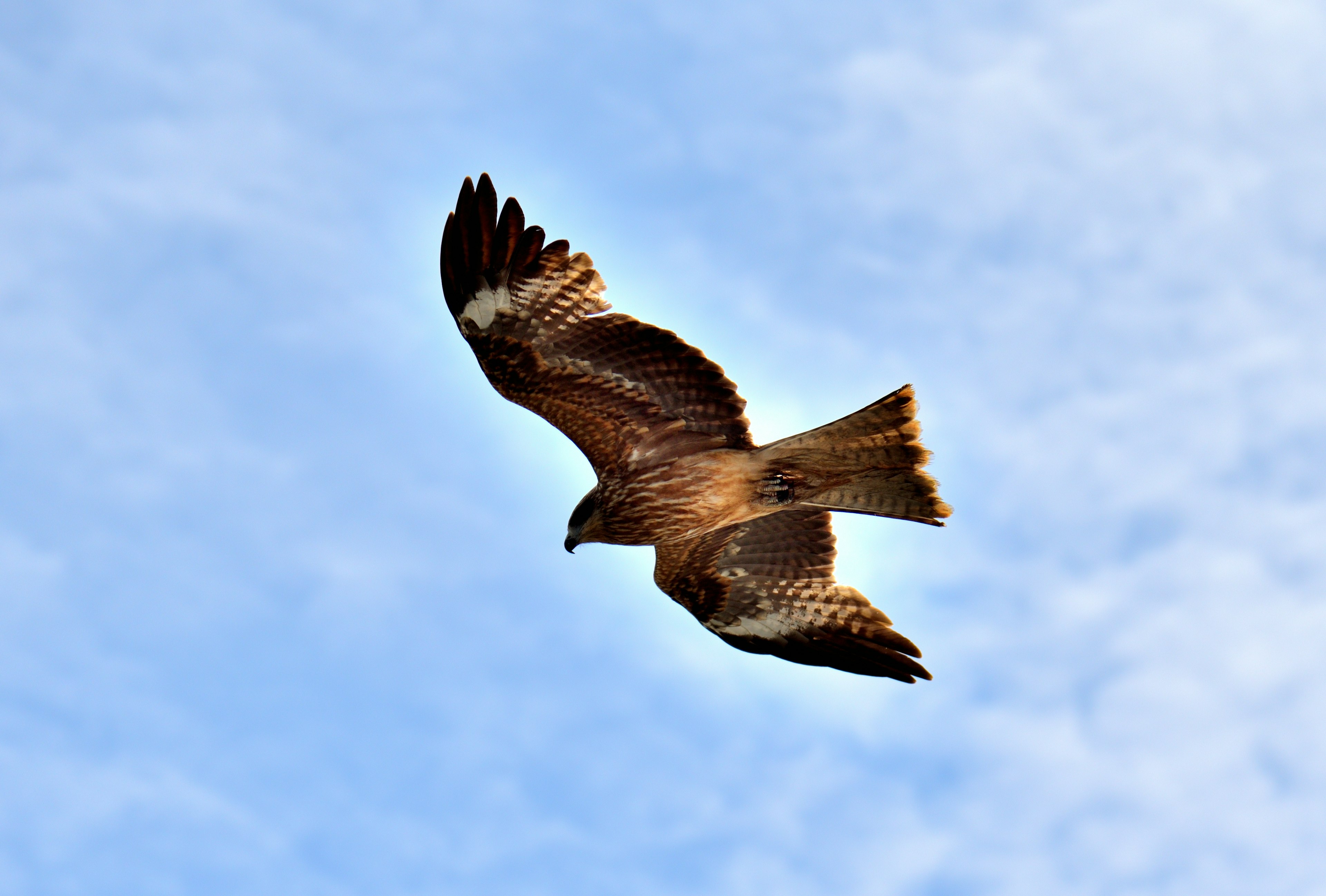 Un halcón marrón volando en el cielo