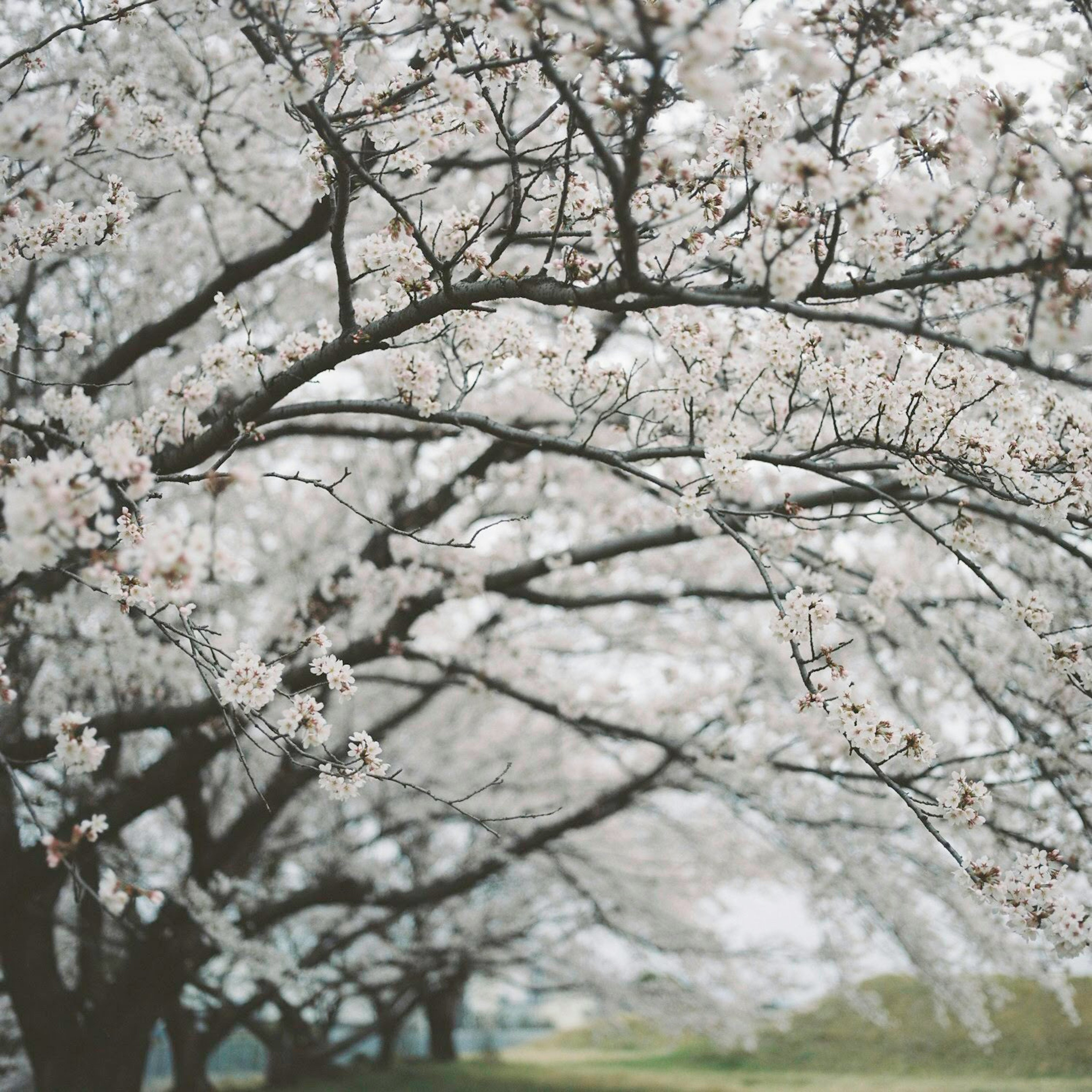 白い花が咲く桜の木々が並ぶ風景