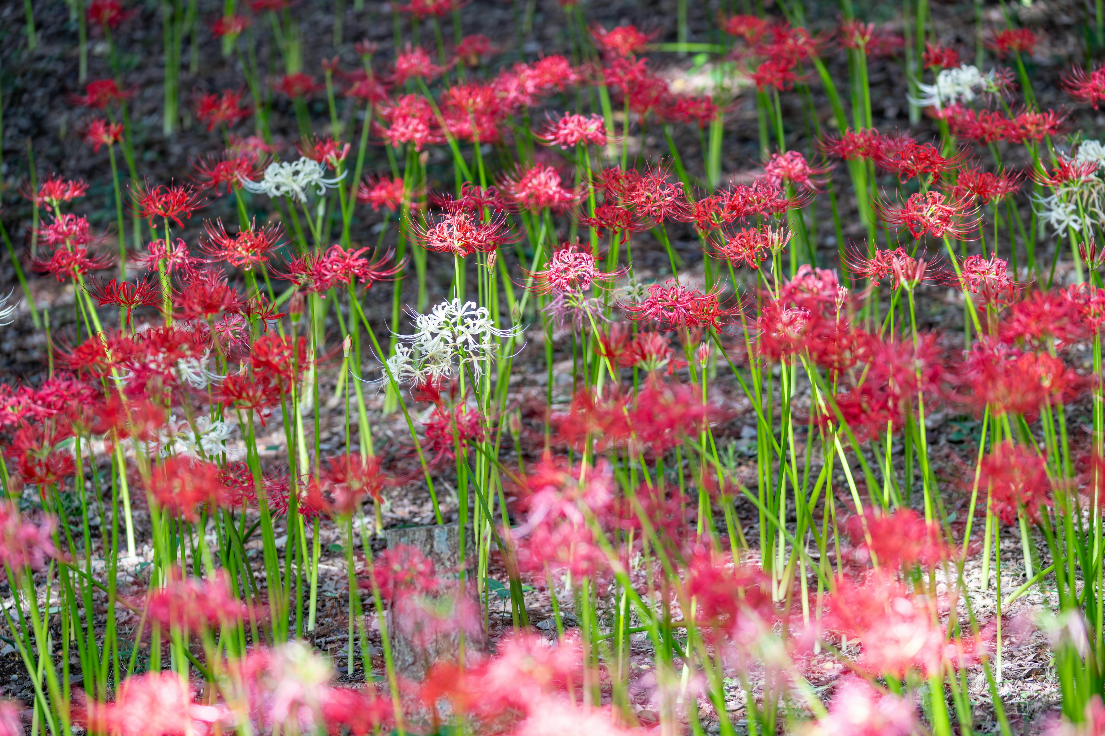 Un hermoso campo de flores rojas y blancas en flor