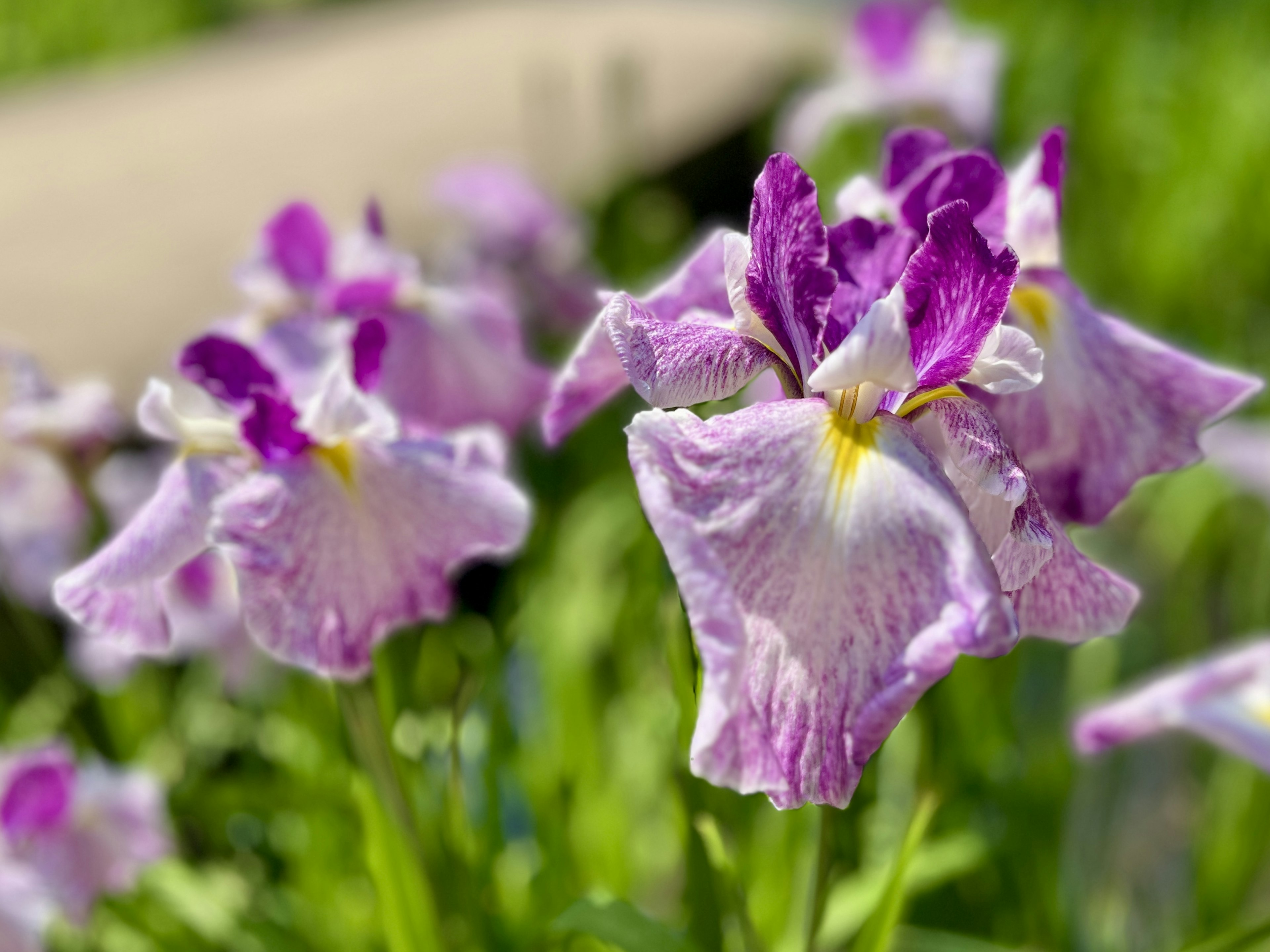 Fiori viola e bianchi che fioriscono in un giardino