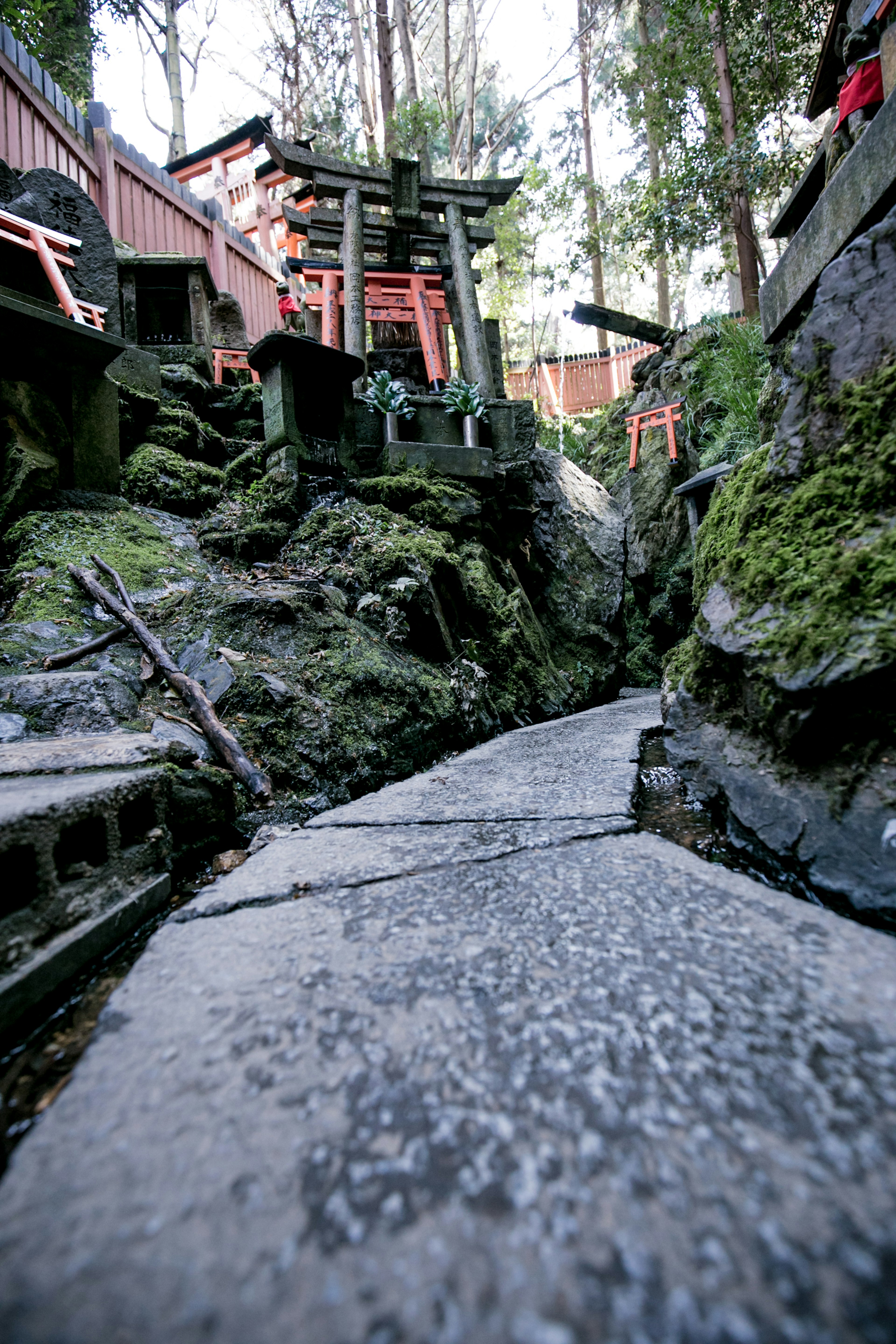 苔むした岩の間にある狭い小道と神社の鳥居が見える風景