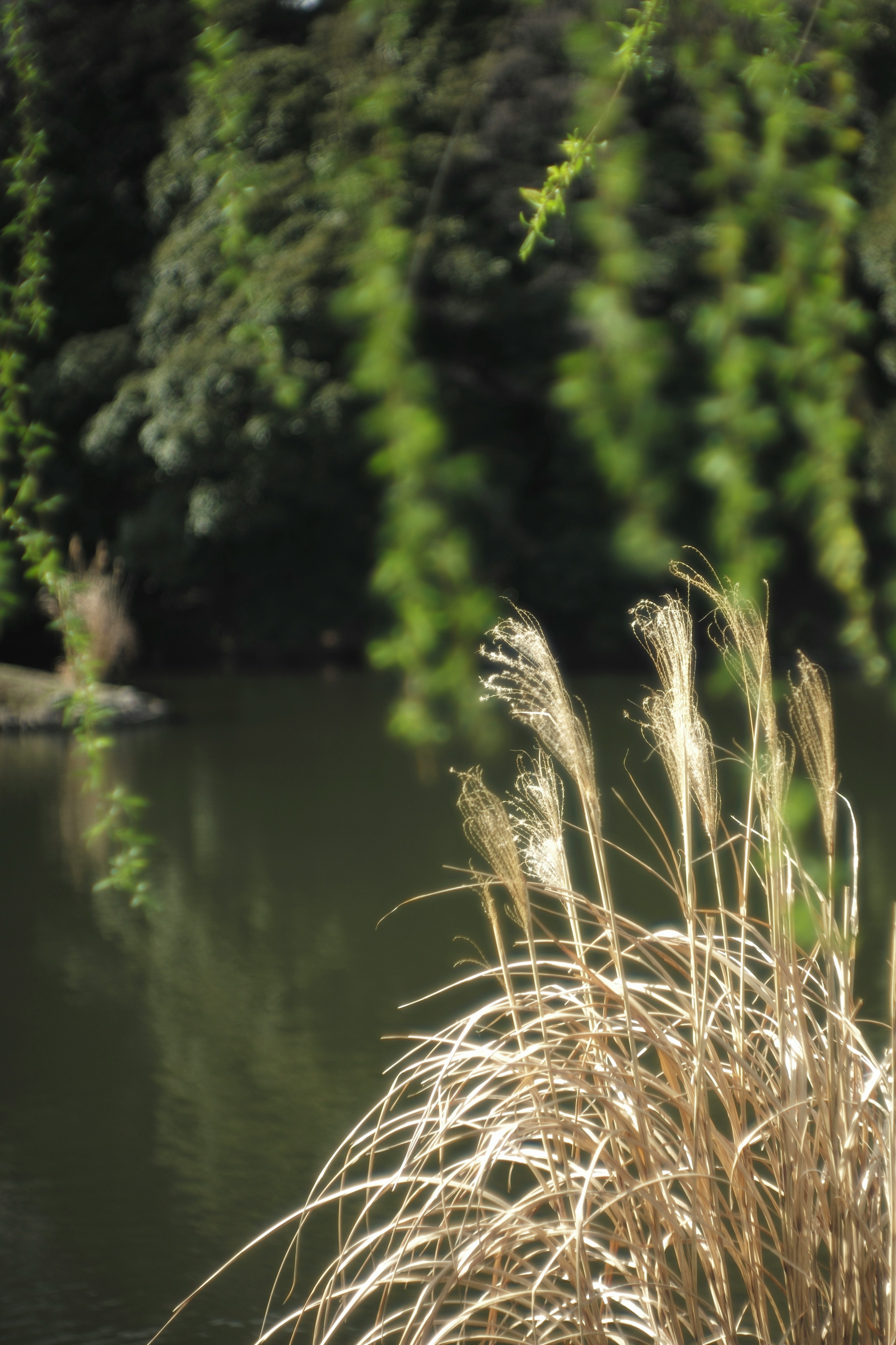 Acque serene con erba dorata in un ambiente naturale