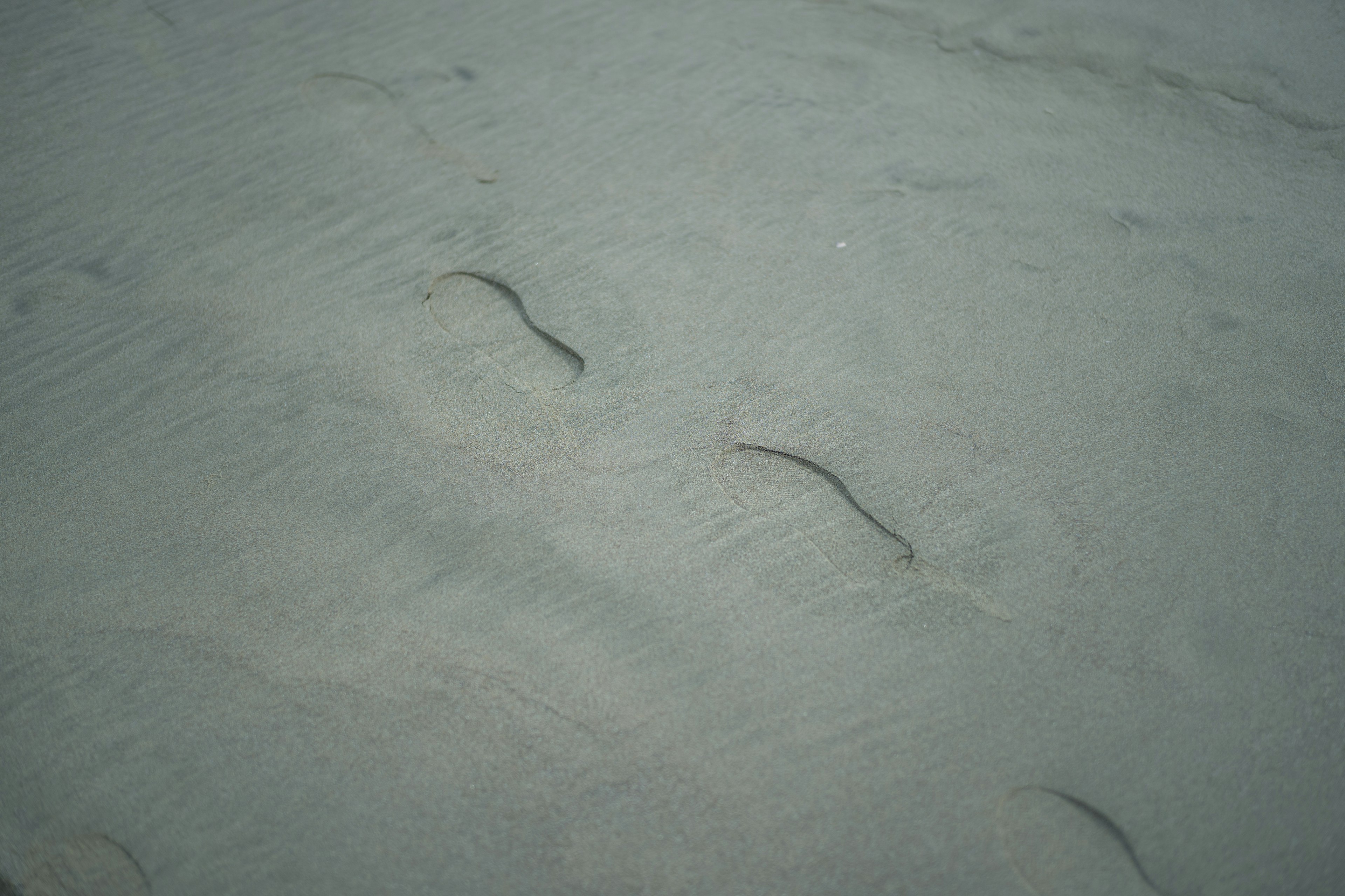 Mehrere längliche Fische schwimmen im flachen Wasser an einem Sandstrand