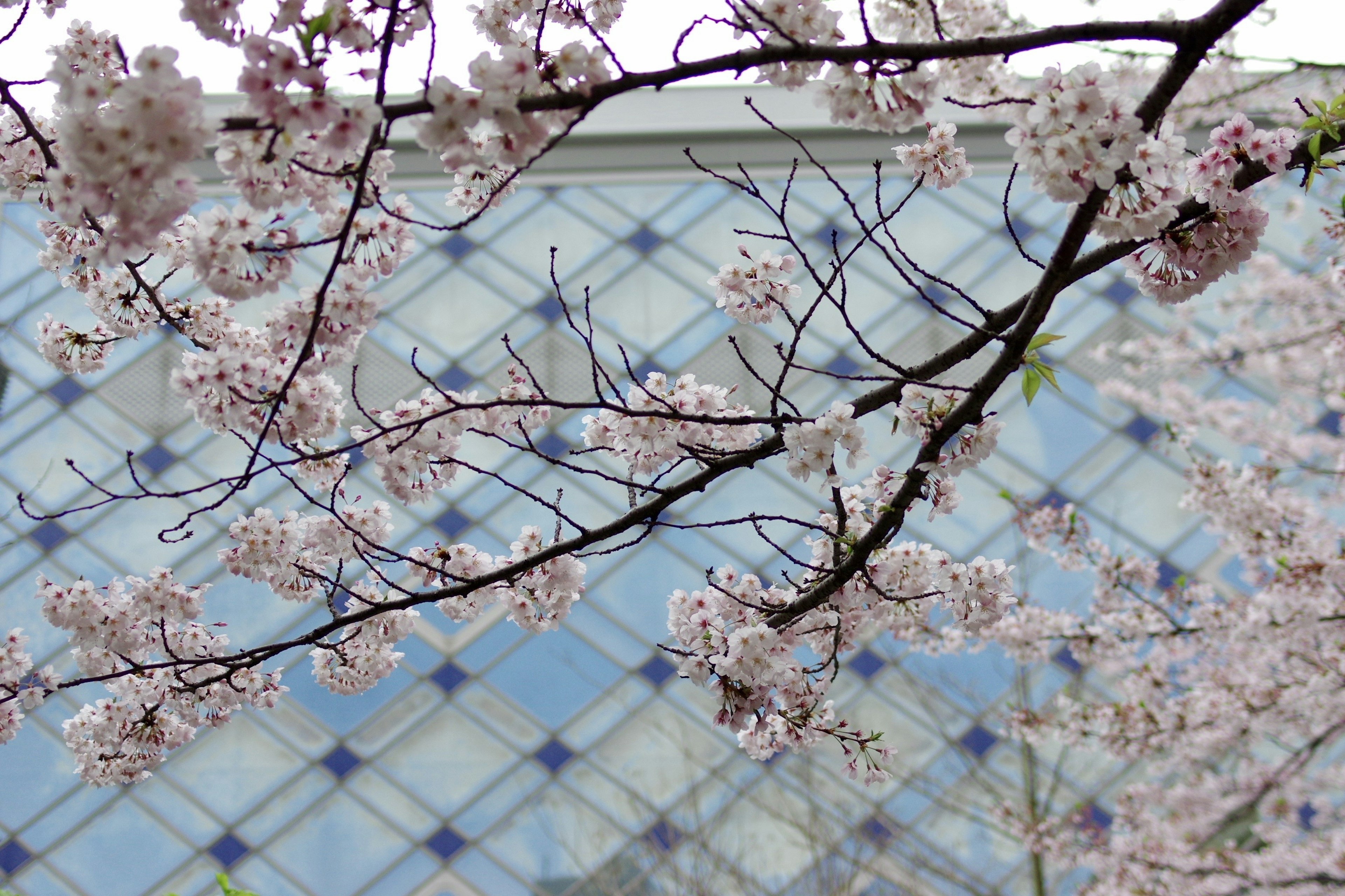 Cherry blossom branches with a modern glass building in the background