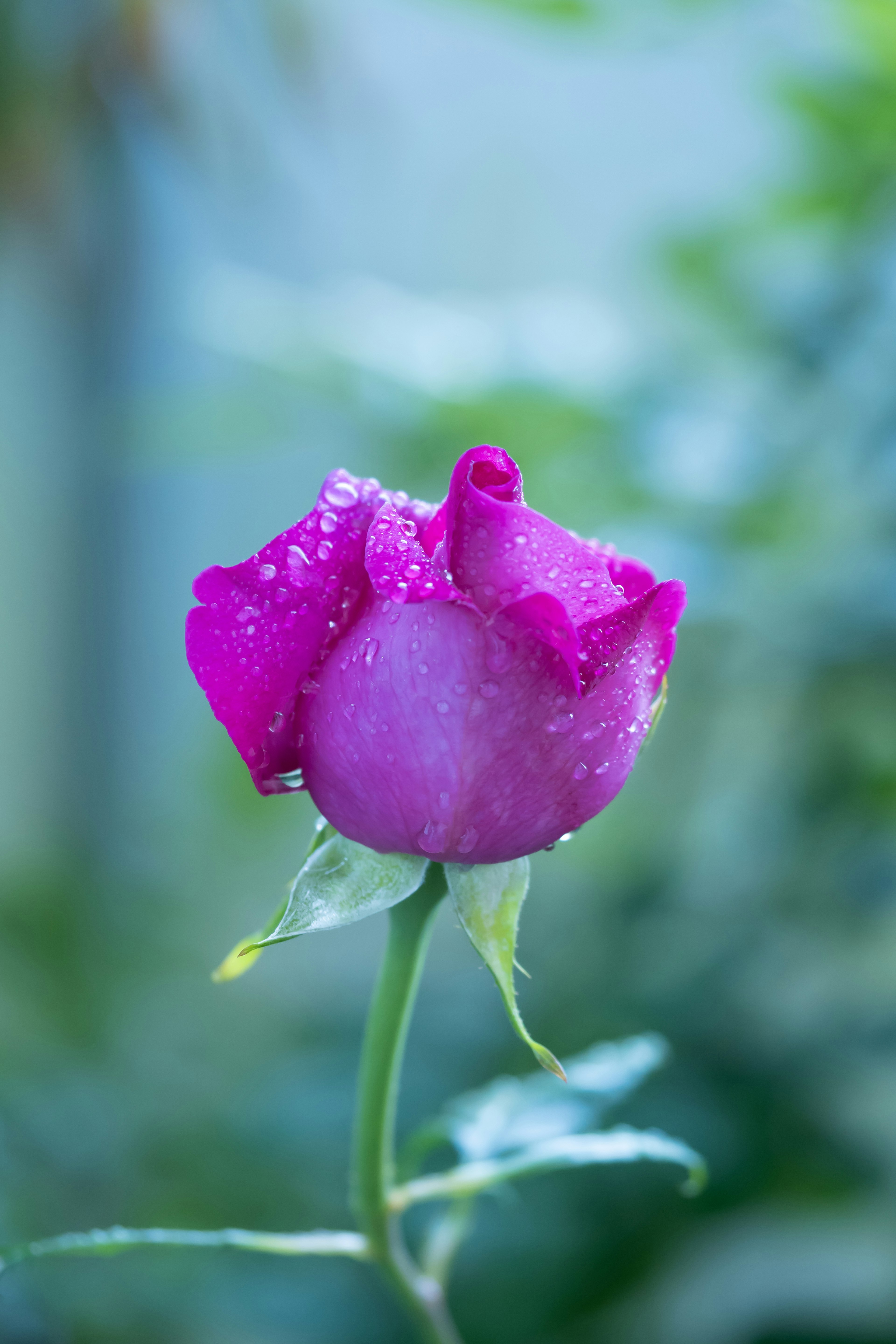 紫色のバラの花びらに水滴がついている