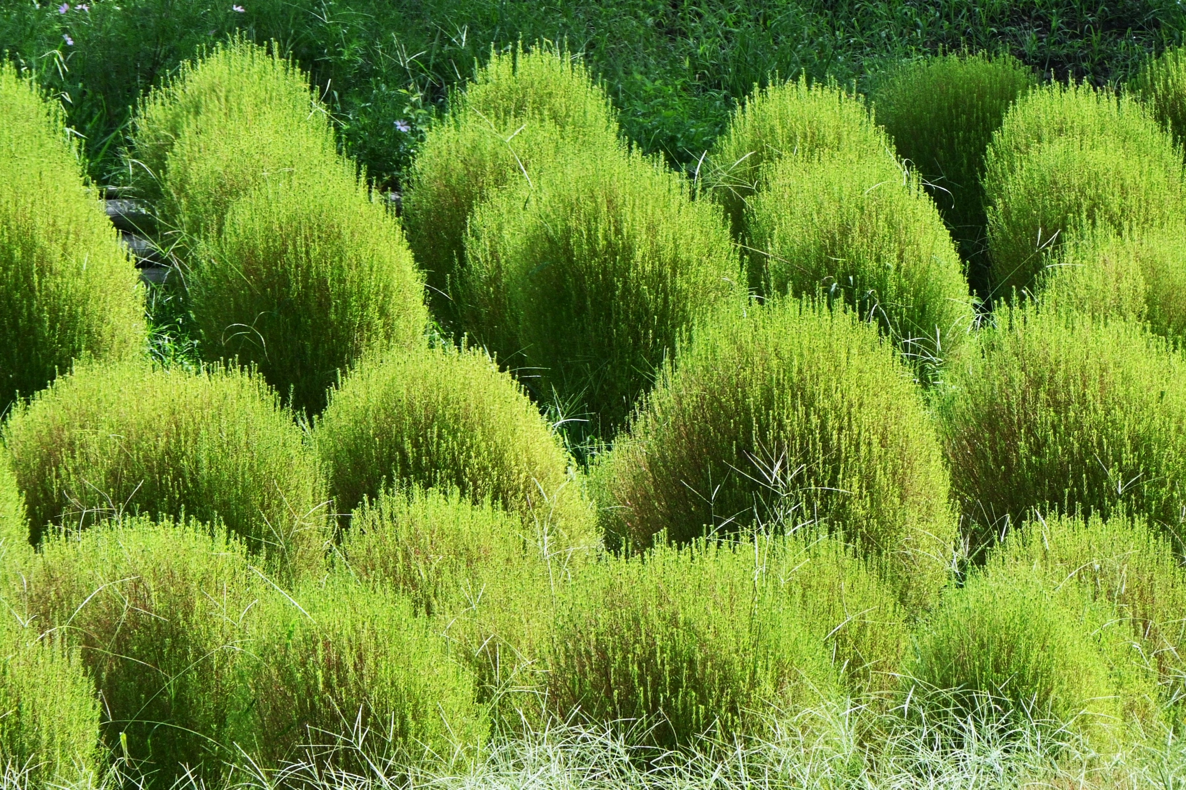 Un paysage avec des touffes de gazon vert rondes