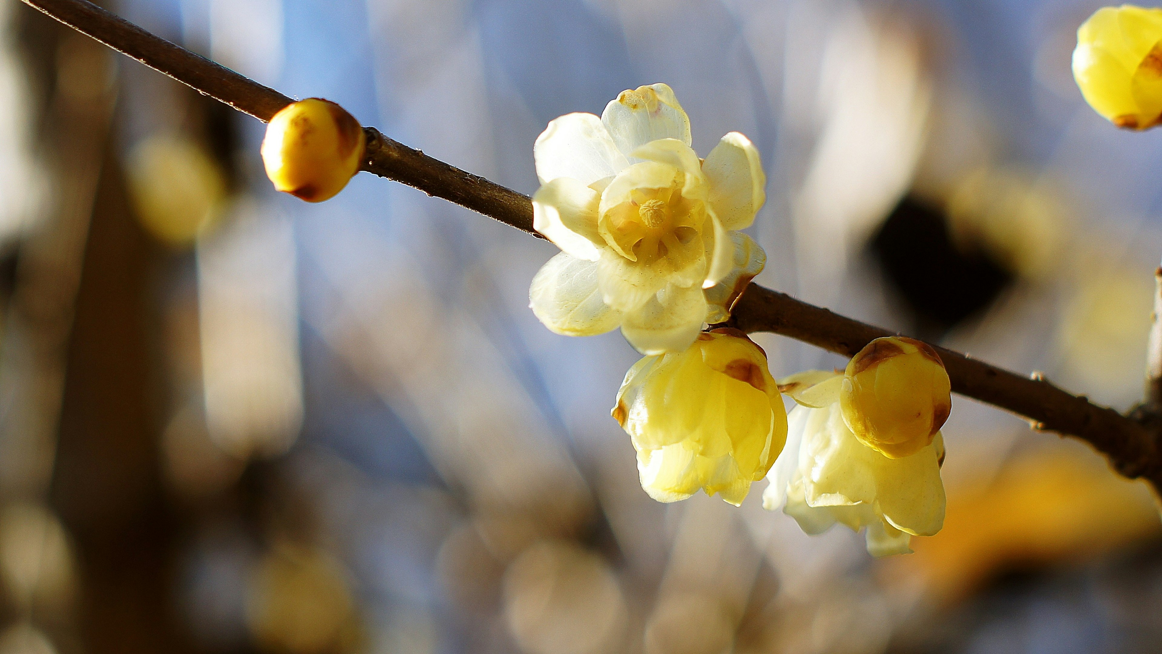 Nahaufnahme eines Zweigs mit blühenden gelben Blumen