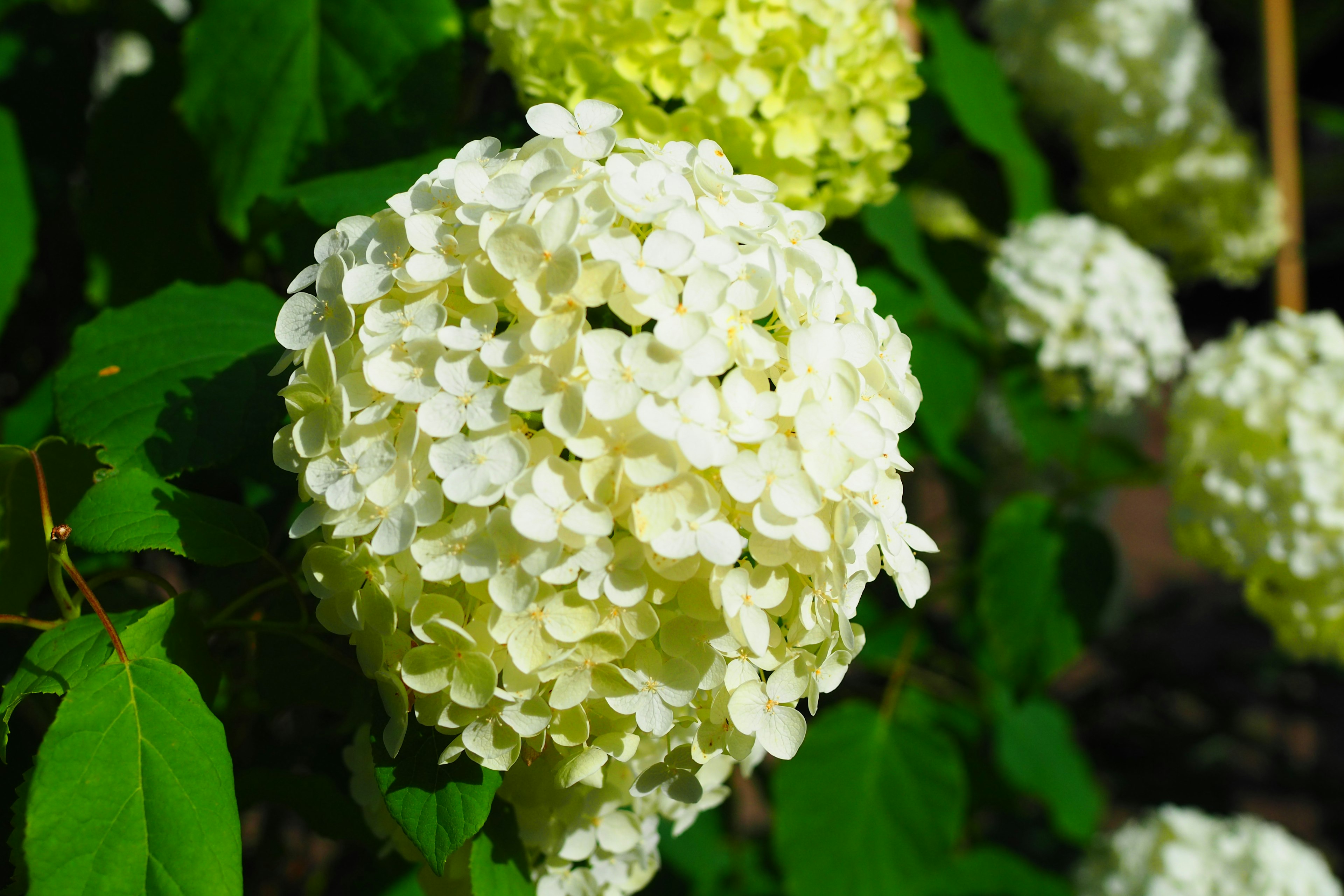 白いハイドランジアの花が緑の葉に囲まれている