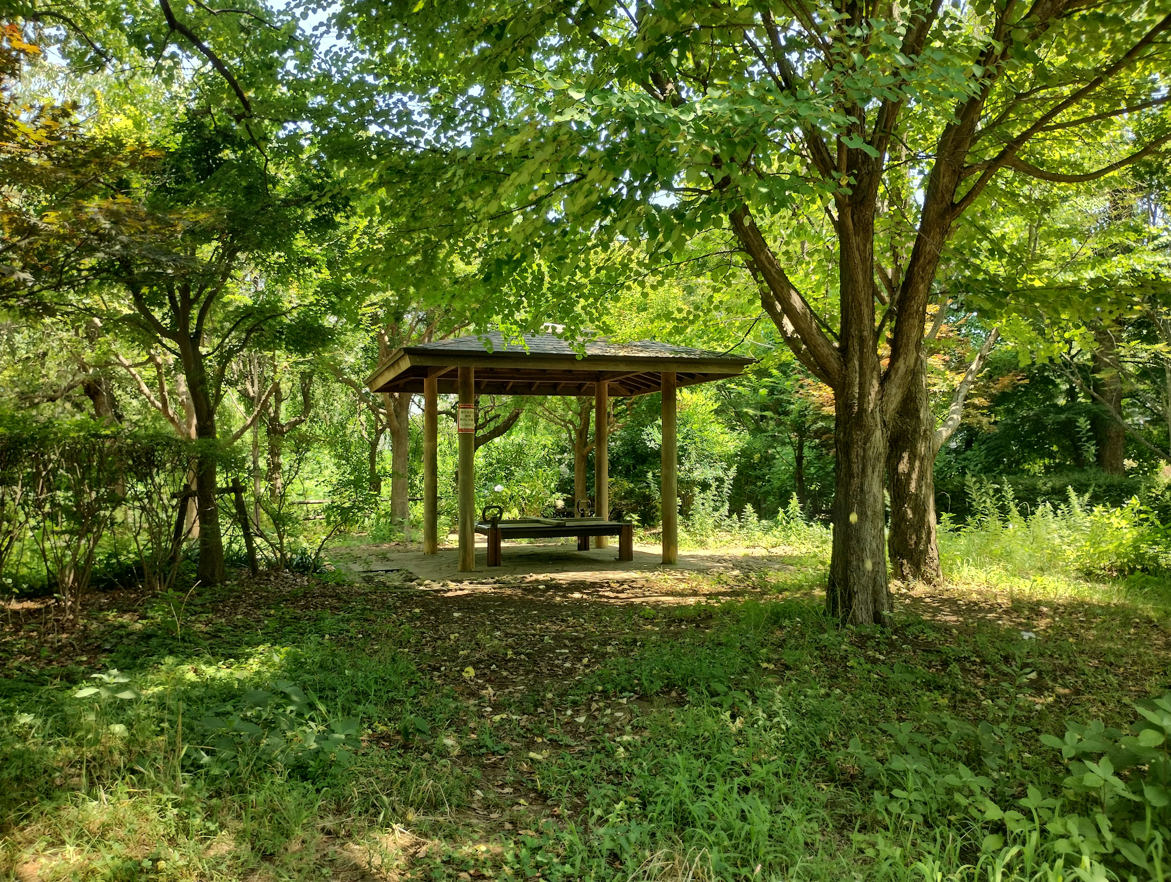 Gazebo de madera rodeado de exuberante vegetación en un bosque