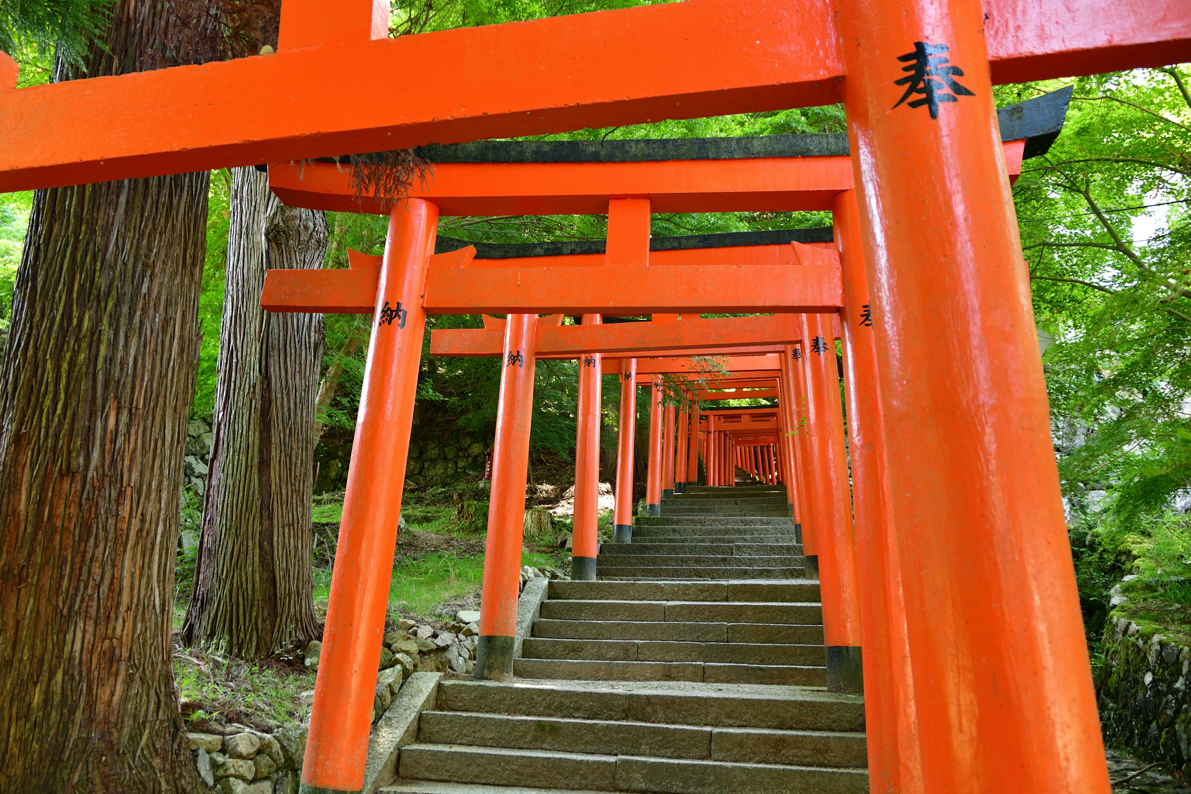 Lebendige orange Torii-Tore, die eine Treppe säumen