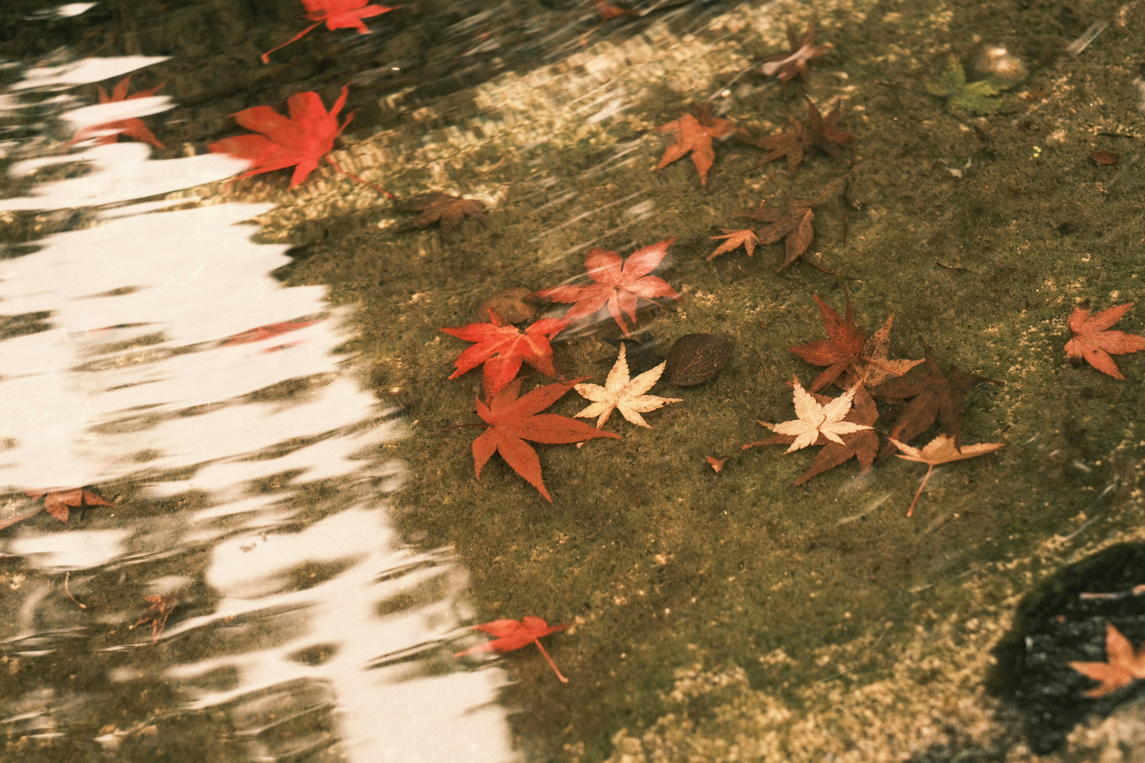 Red and yellow autumn leaves floating on the water surface