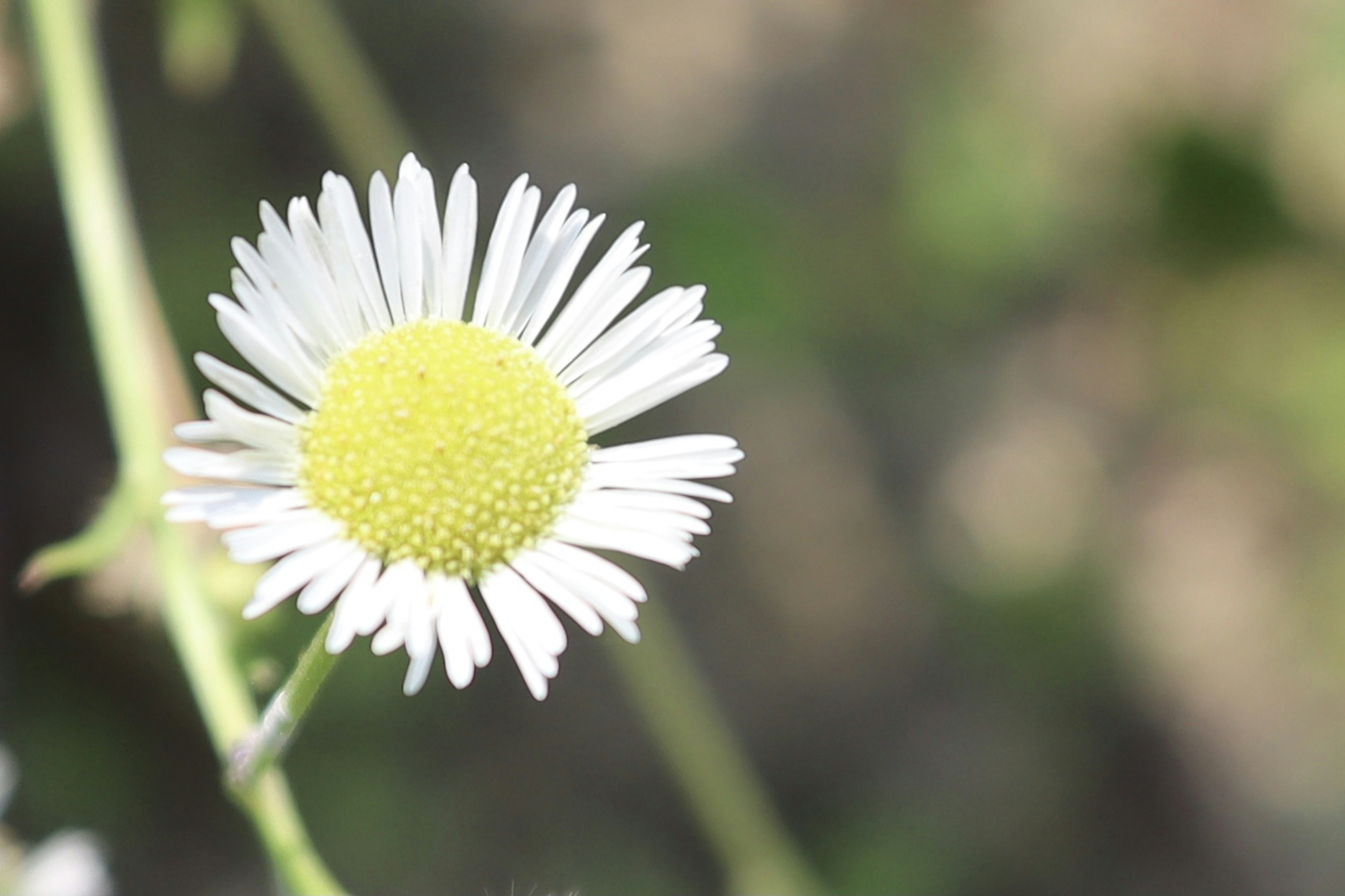 Nahaufnahme einer Blume mit weißen Blütenblättern und einem gelben Zentrum