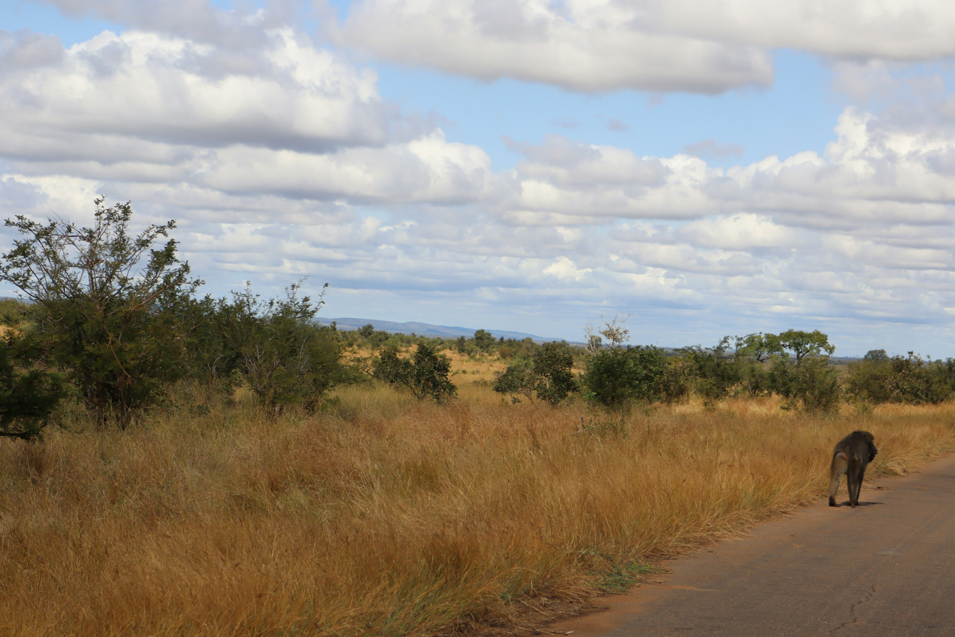 An animal walking on a dirt road through a grassy landscape under a blue sky