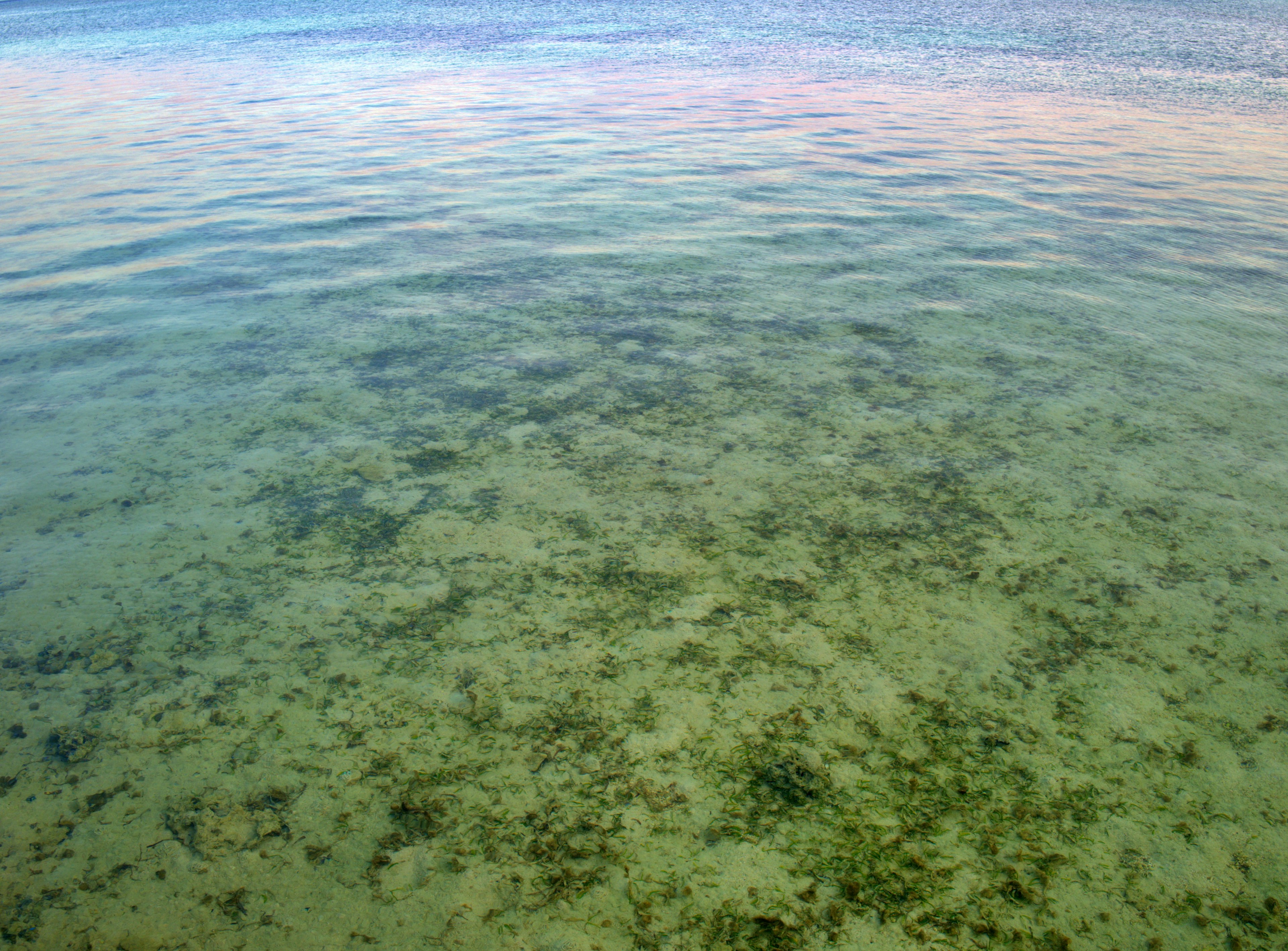 清澈的水面下显露出绿色藻类的海景