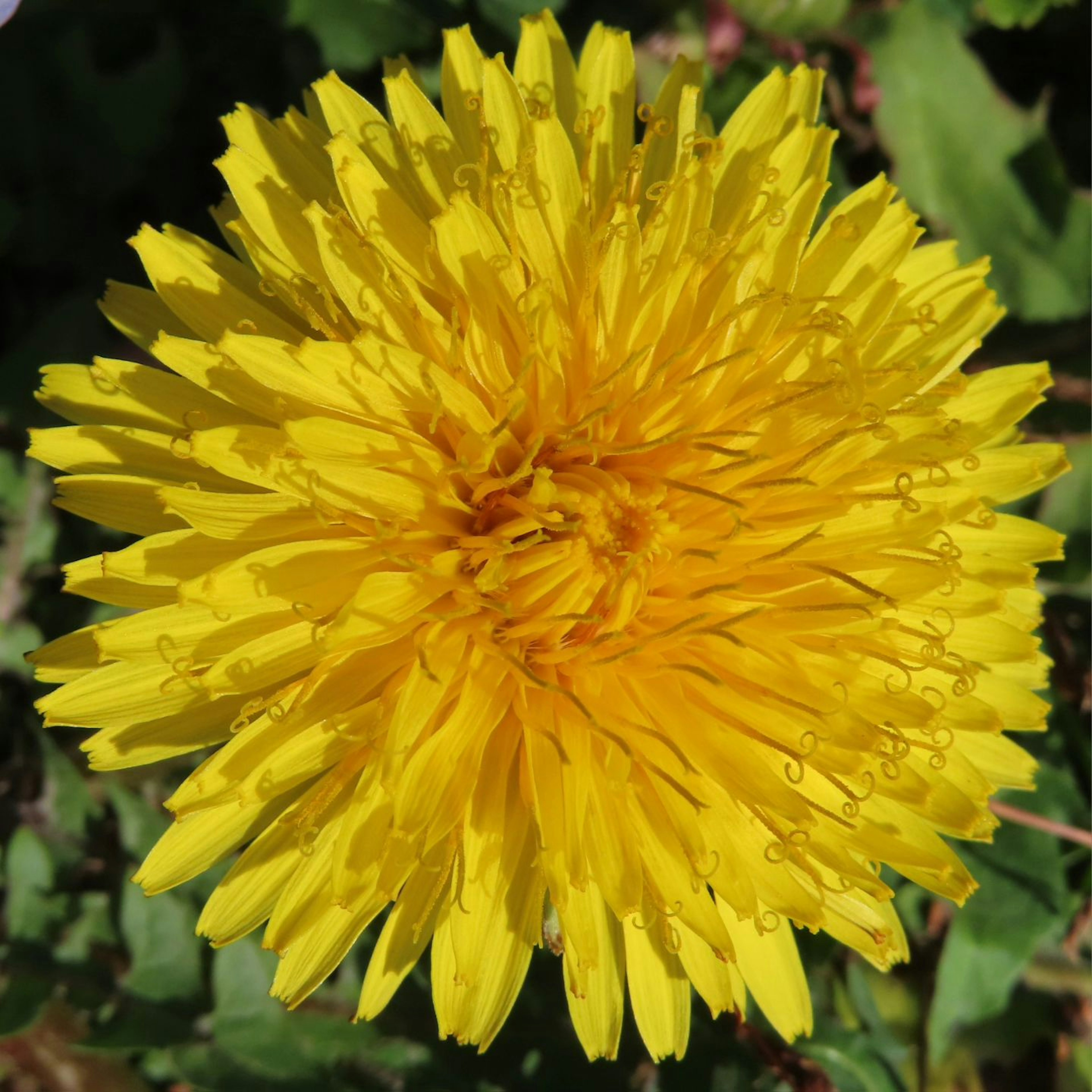 Bright yellow dandelion flower in full bloom