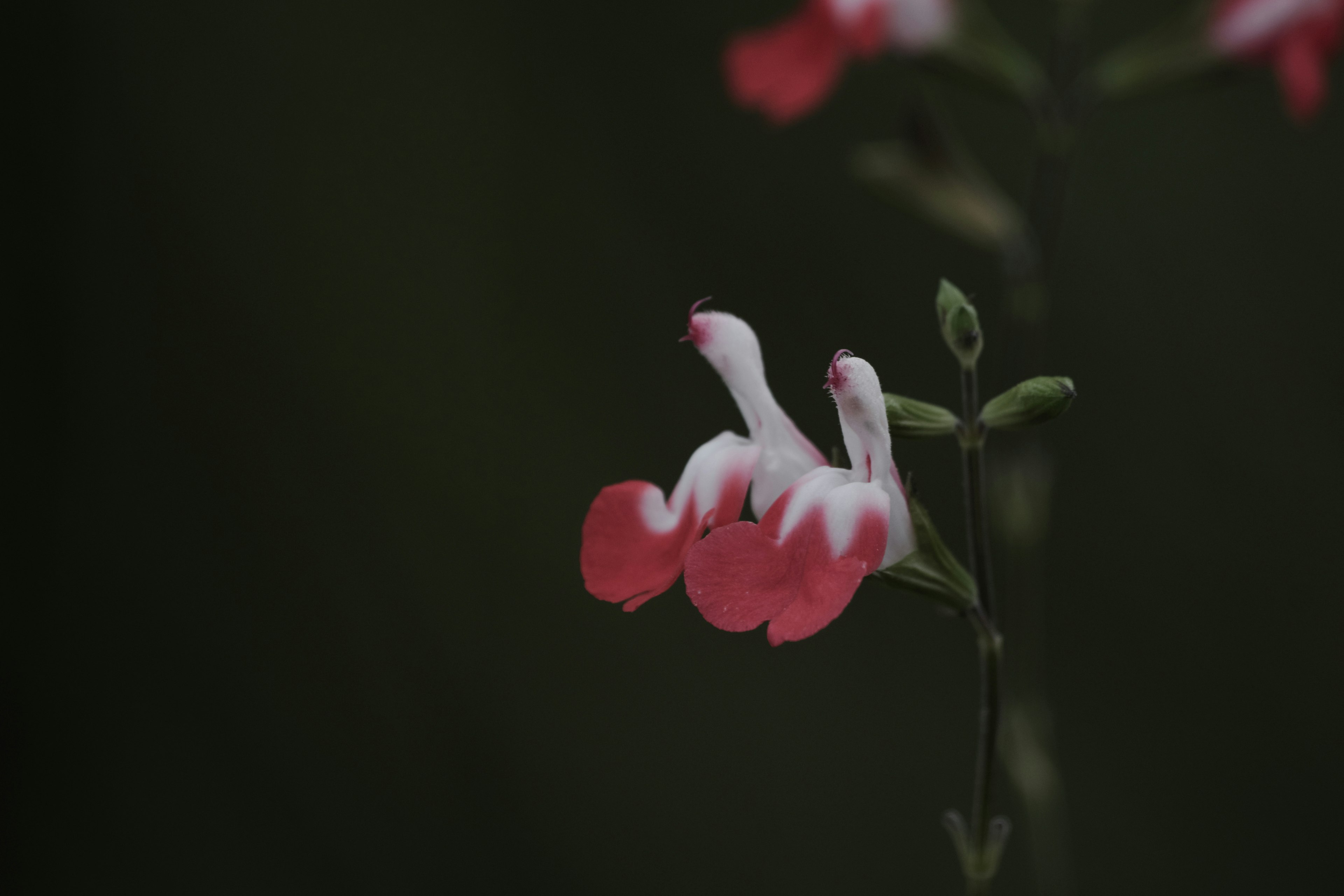 Delicate pink flower with white accents against a dark green background