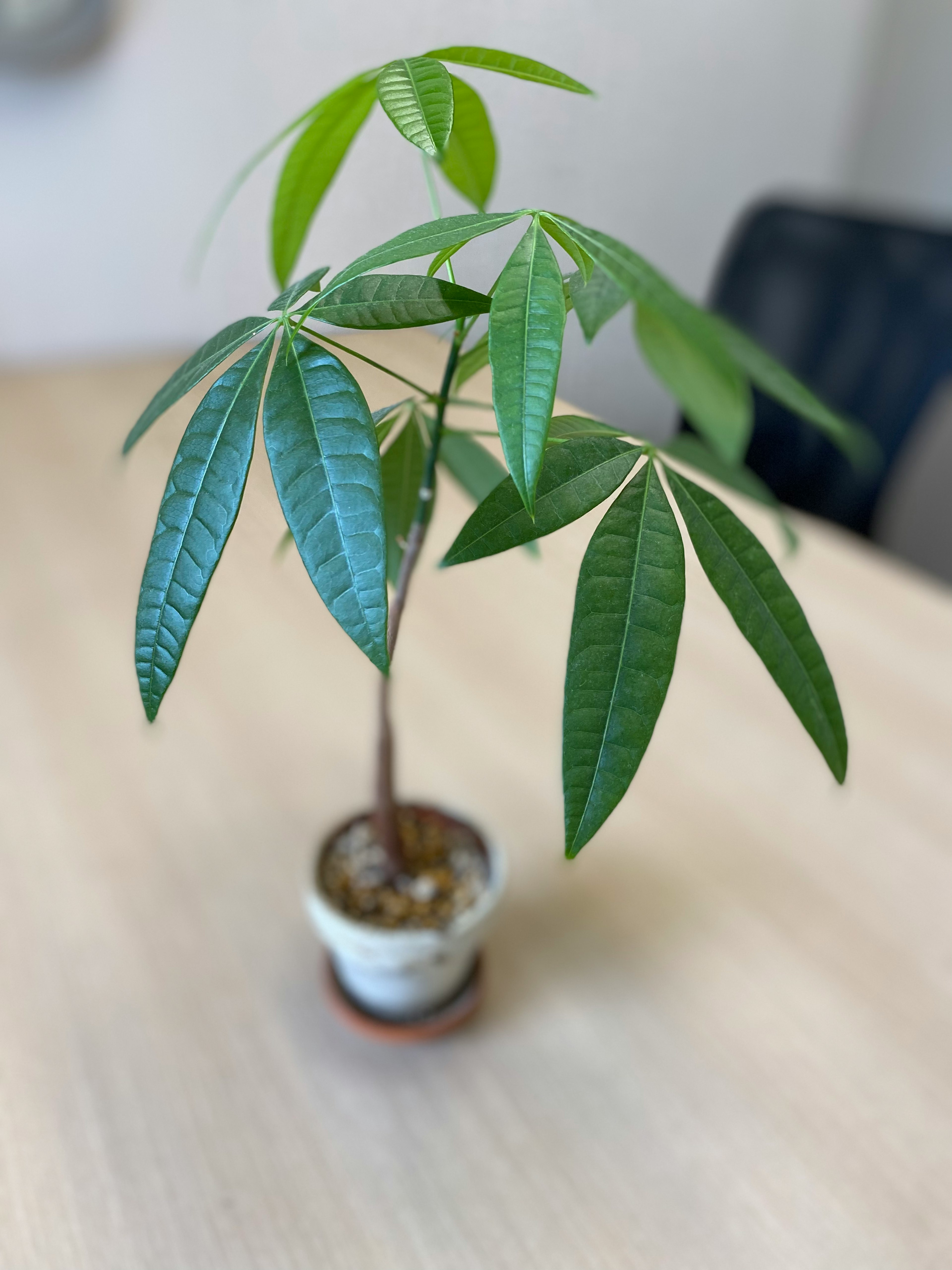 Ein kleiner Geldbaum in einem Topf mit lebhaften grünen Blättern auf einem Holztisch