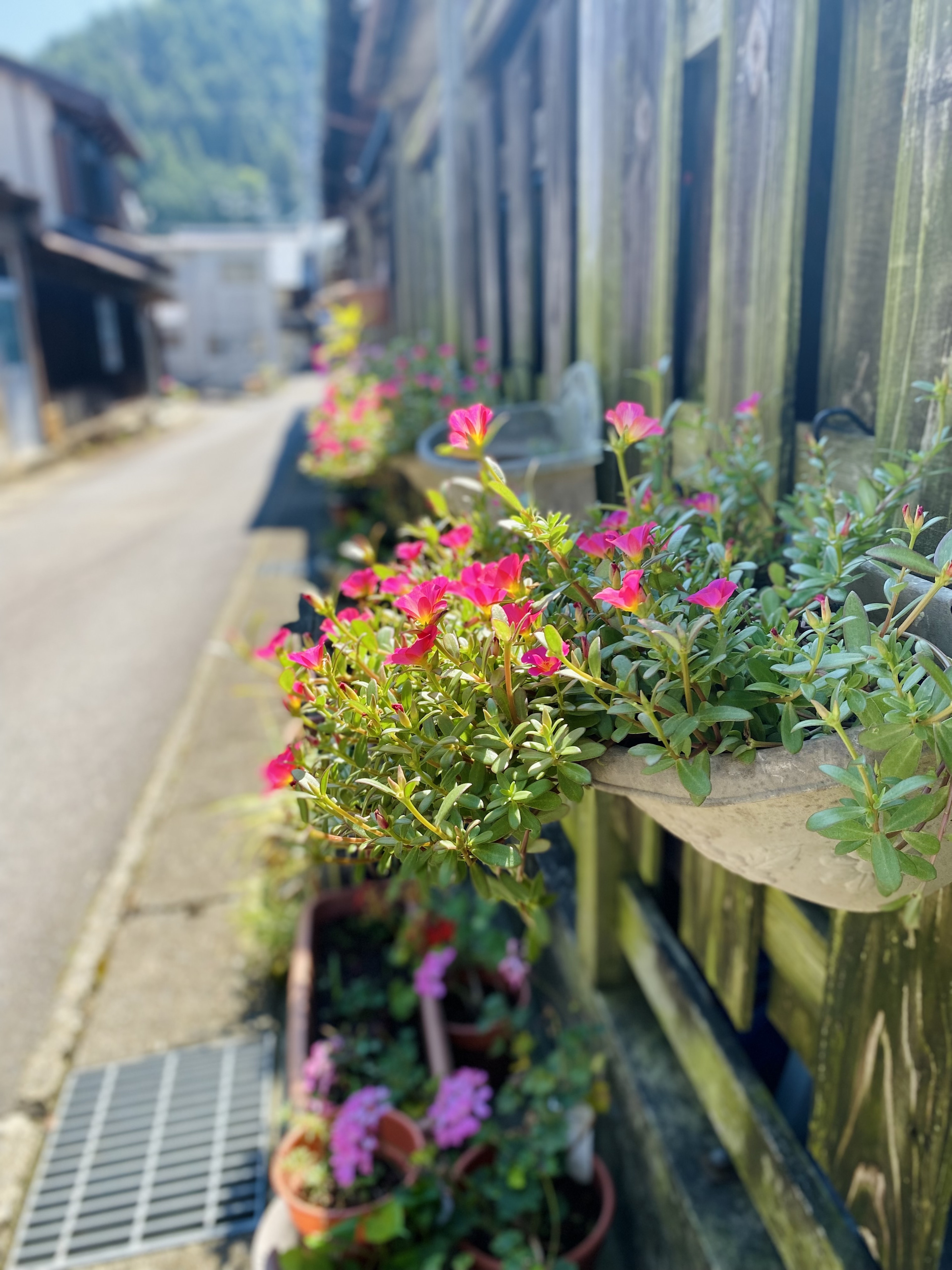 Blühende Pflanzen entlang einer Holzwand an der Straße