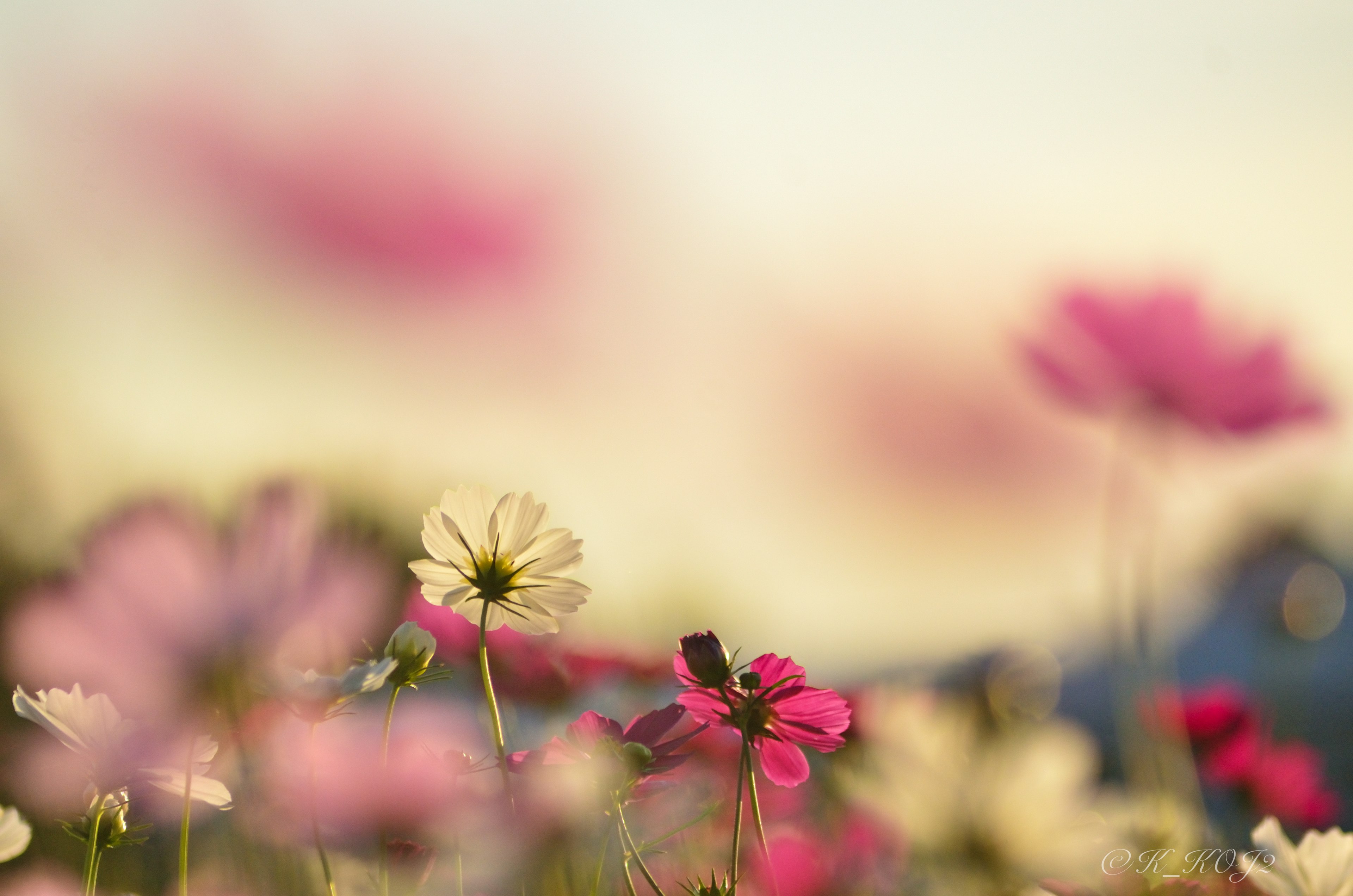 Blurred image of colorful flowers blooming in a field