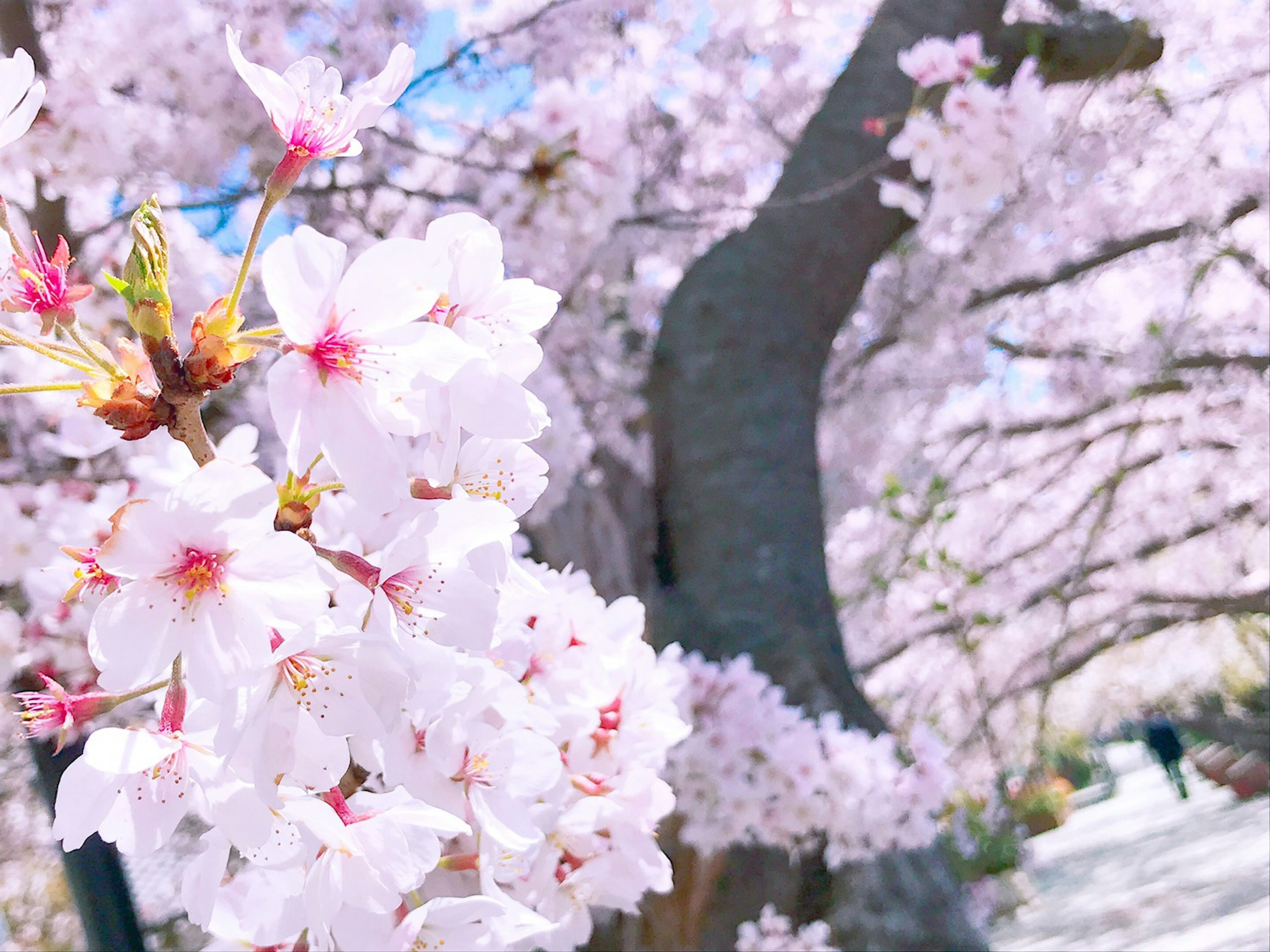 Cherry blossoms in full bloom with a thick cherry tree trunk