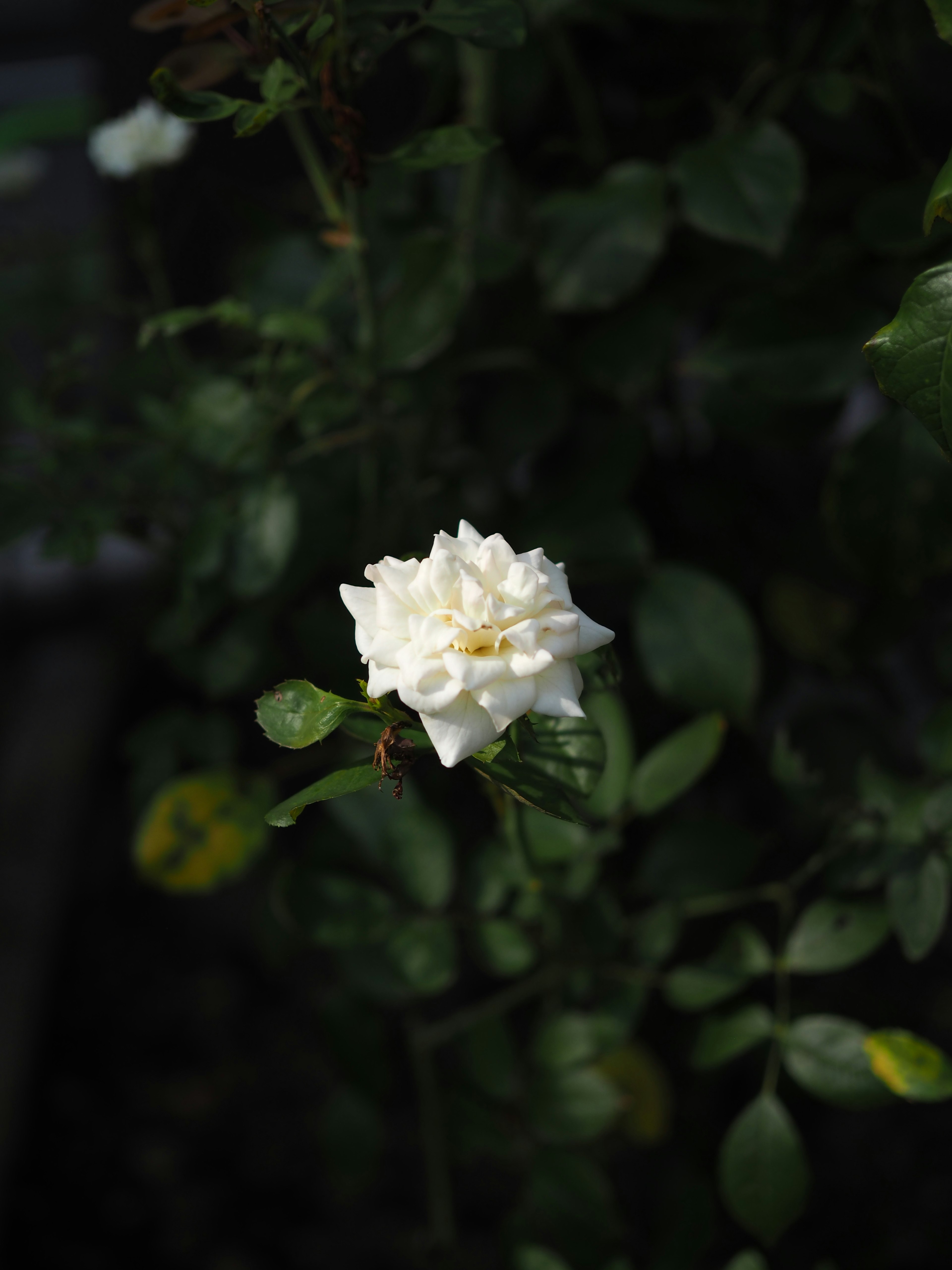 Eine weiße Rosenblüte umgeben von grünen Blättern