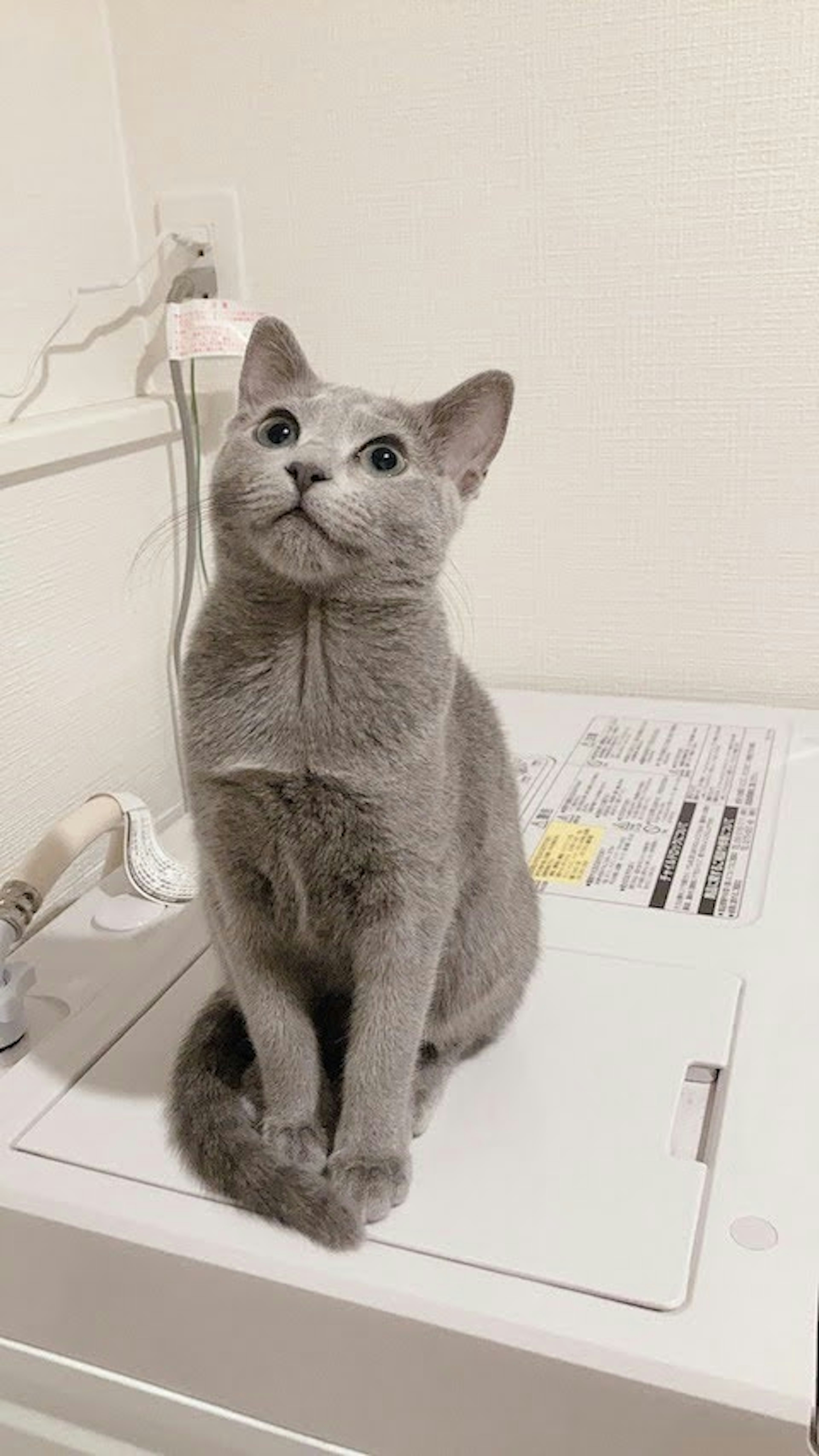 灰色の猫が洗濯機の上に座っている