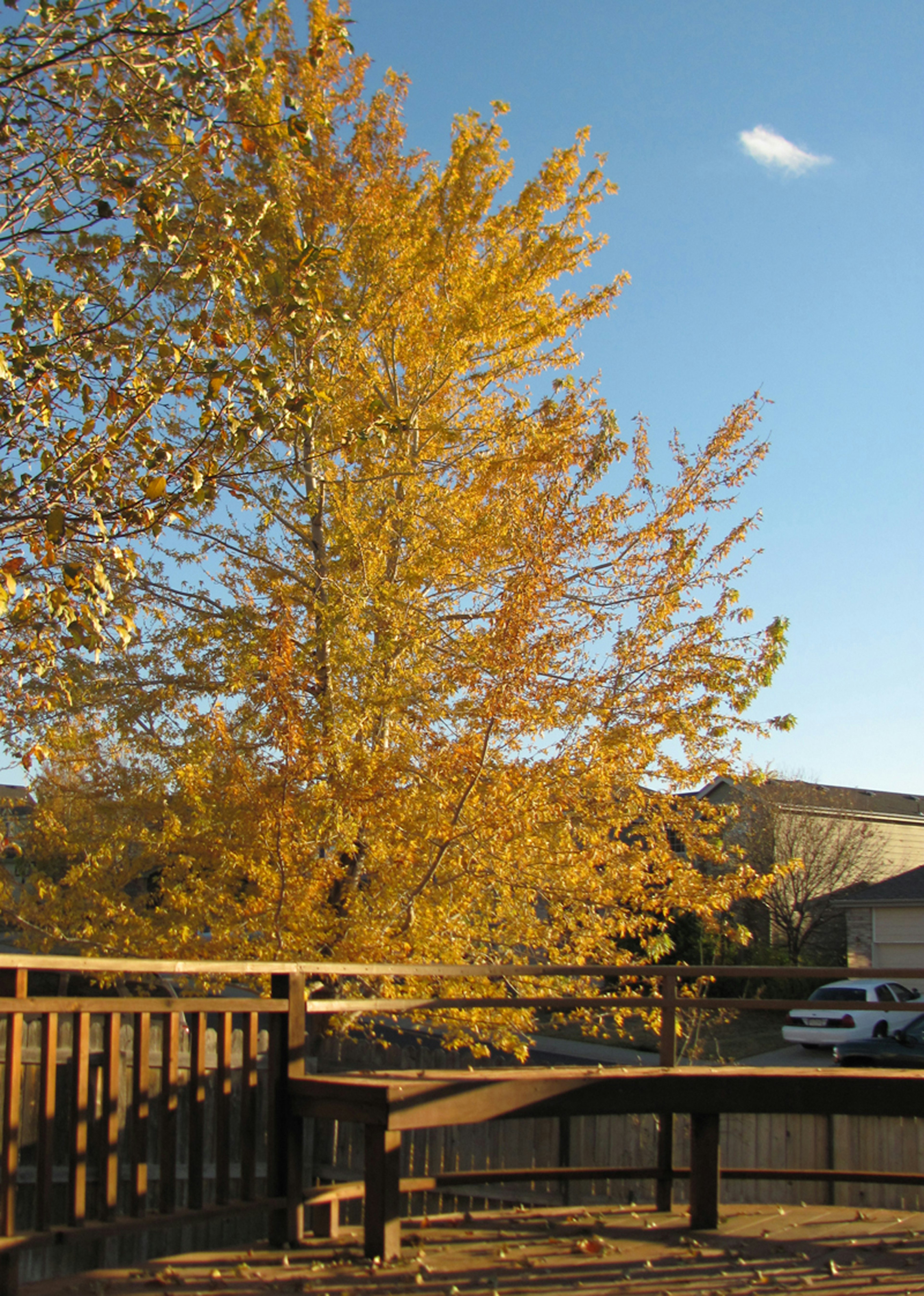 Landscape featuring a tree with yellow autumn leaves and a blue sky