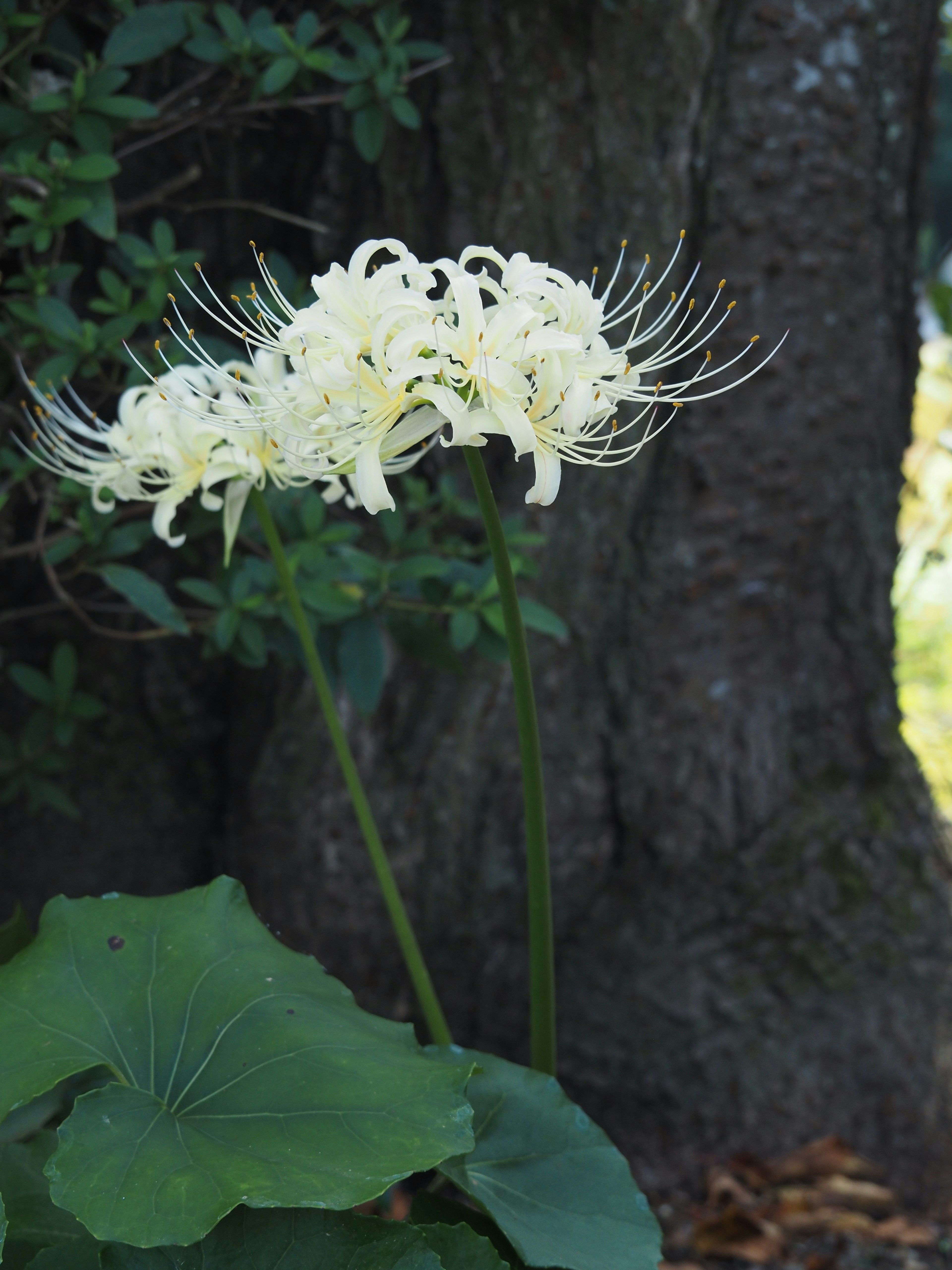 Un grupo de flores blancas con pétalos largos y delicados cerca de un árbol