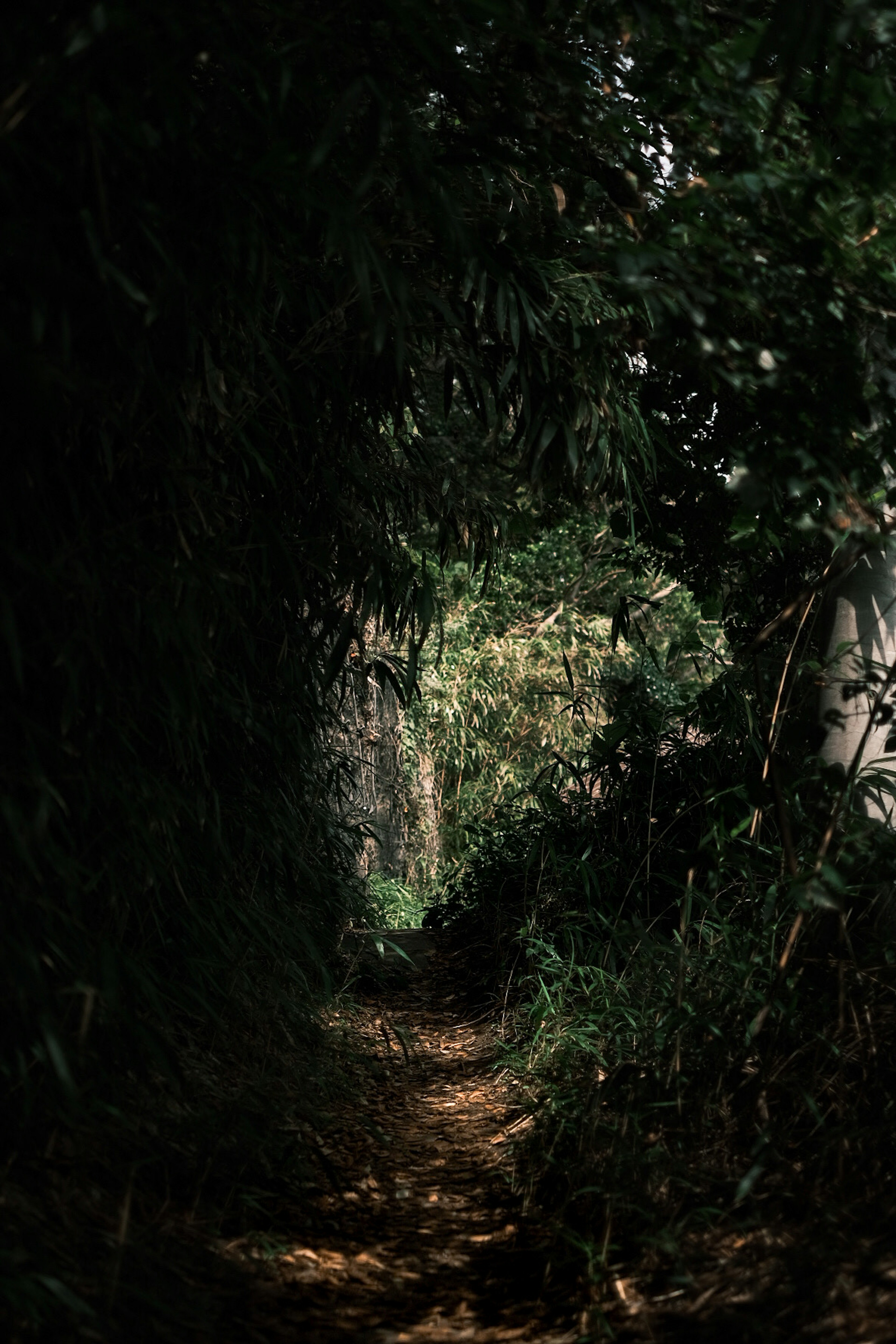 Dimly lit path surrounded by bamboo and lush greenery