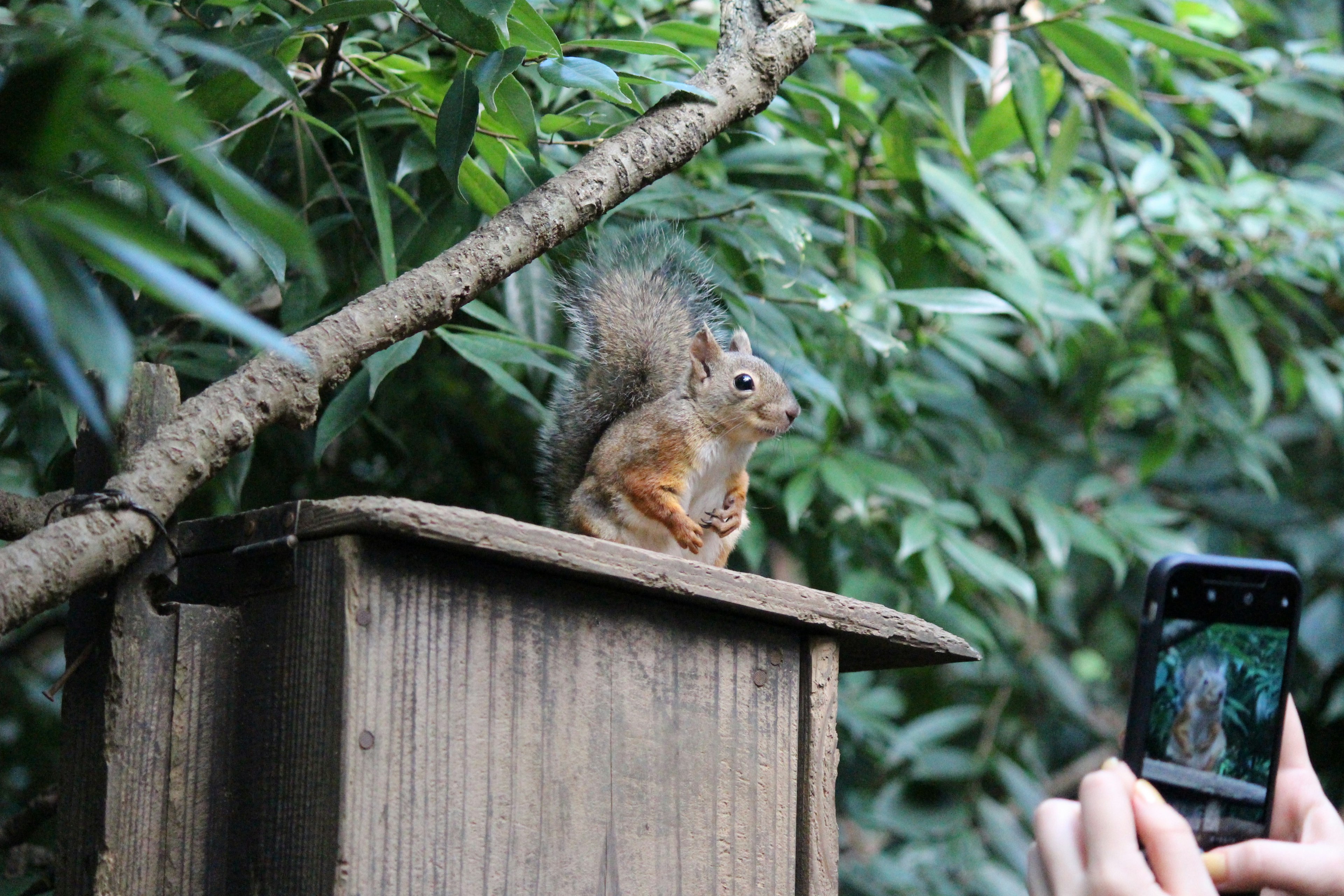 Squirrel yang duduk di atas kotak kayu dengan seseorang yang mengambil foto