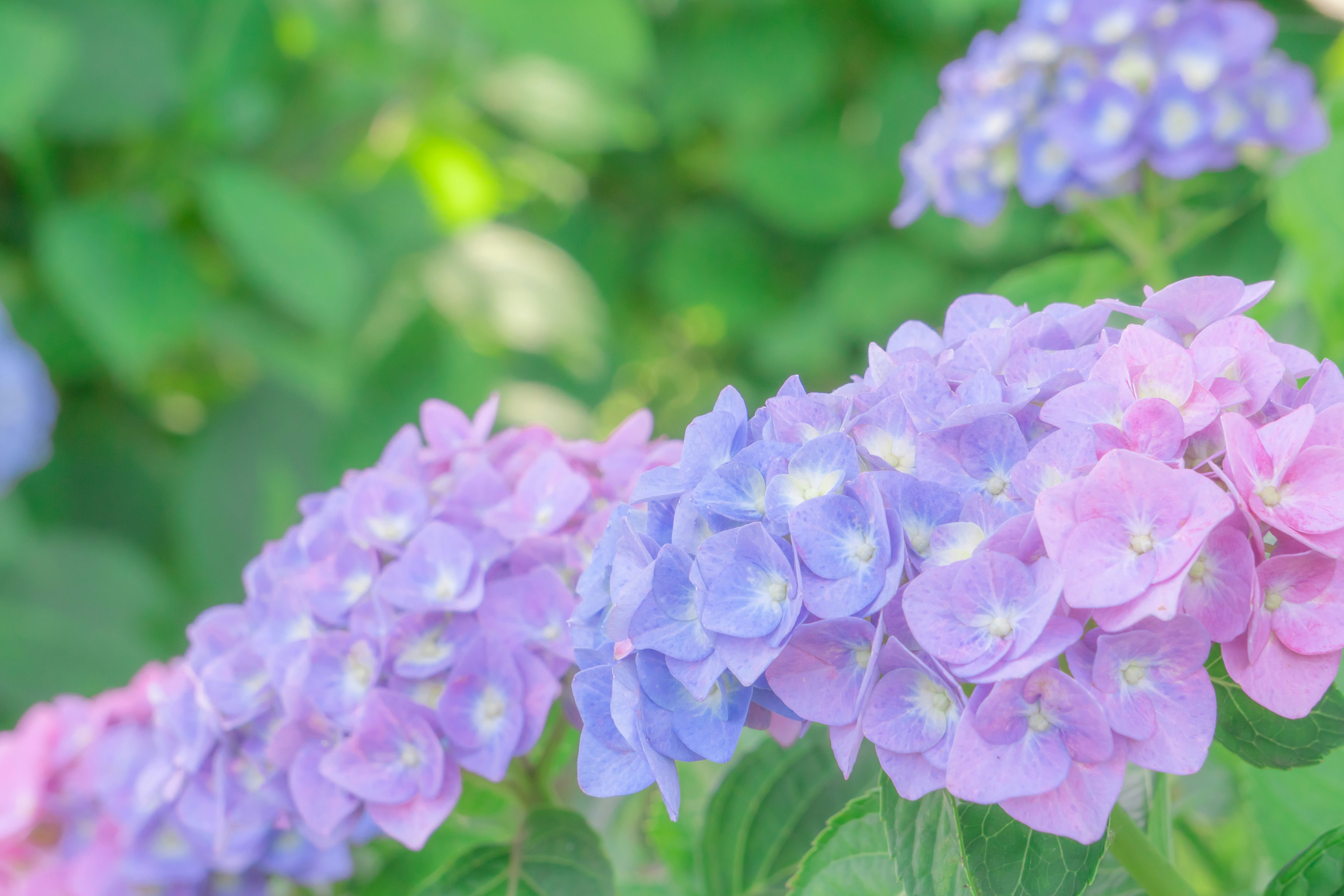 Flores de hortensia en tonos de azul y rosa en flor