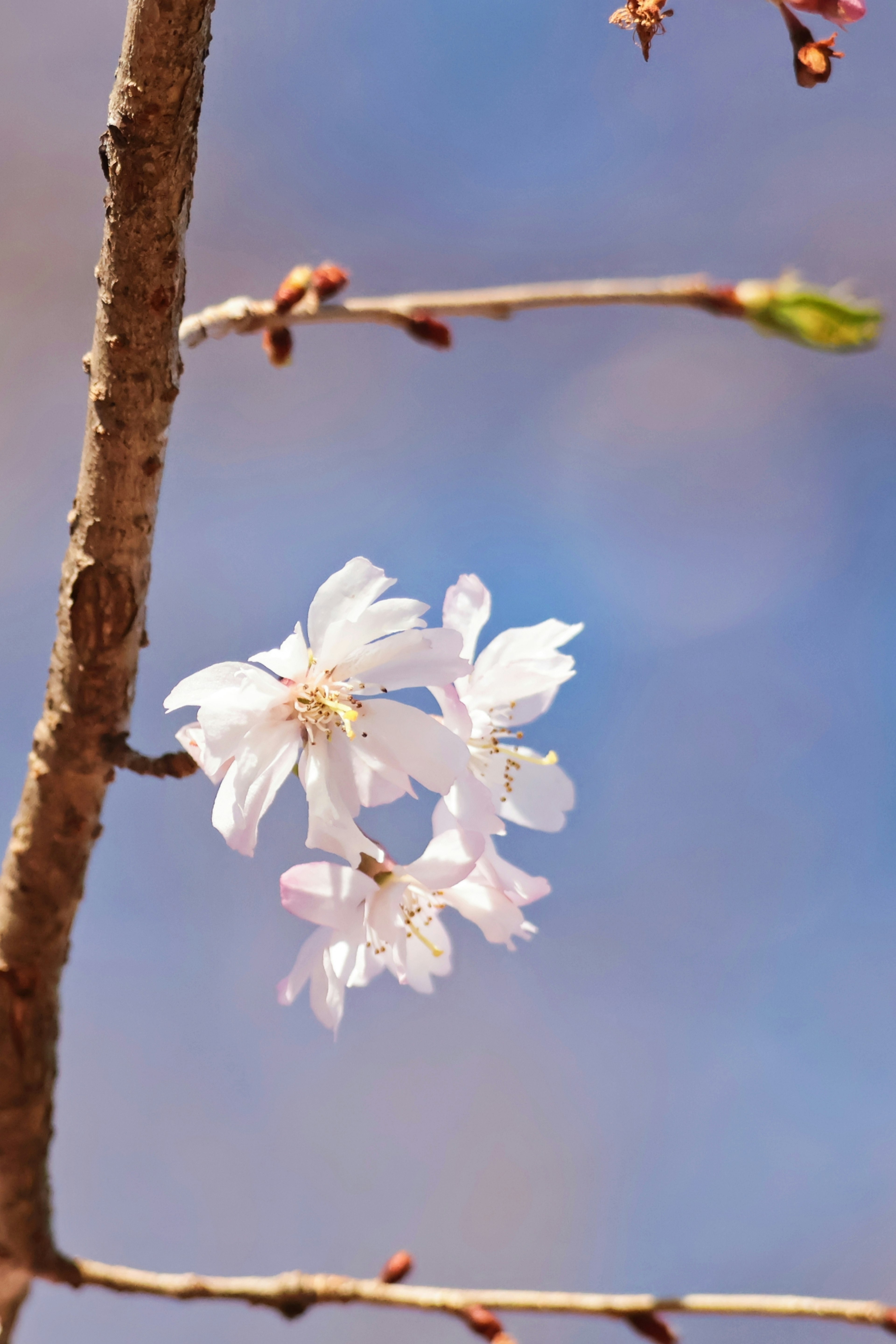 Bunga sakura mekar di latar belakang langit biru