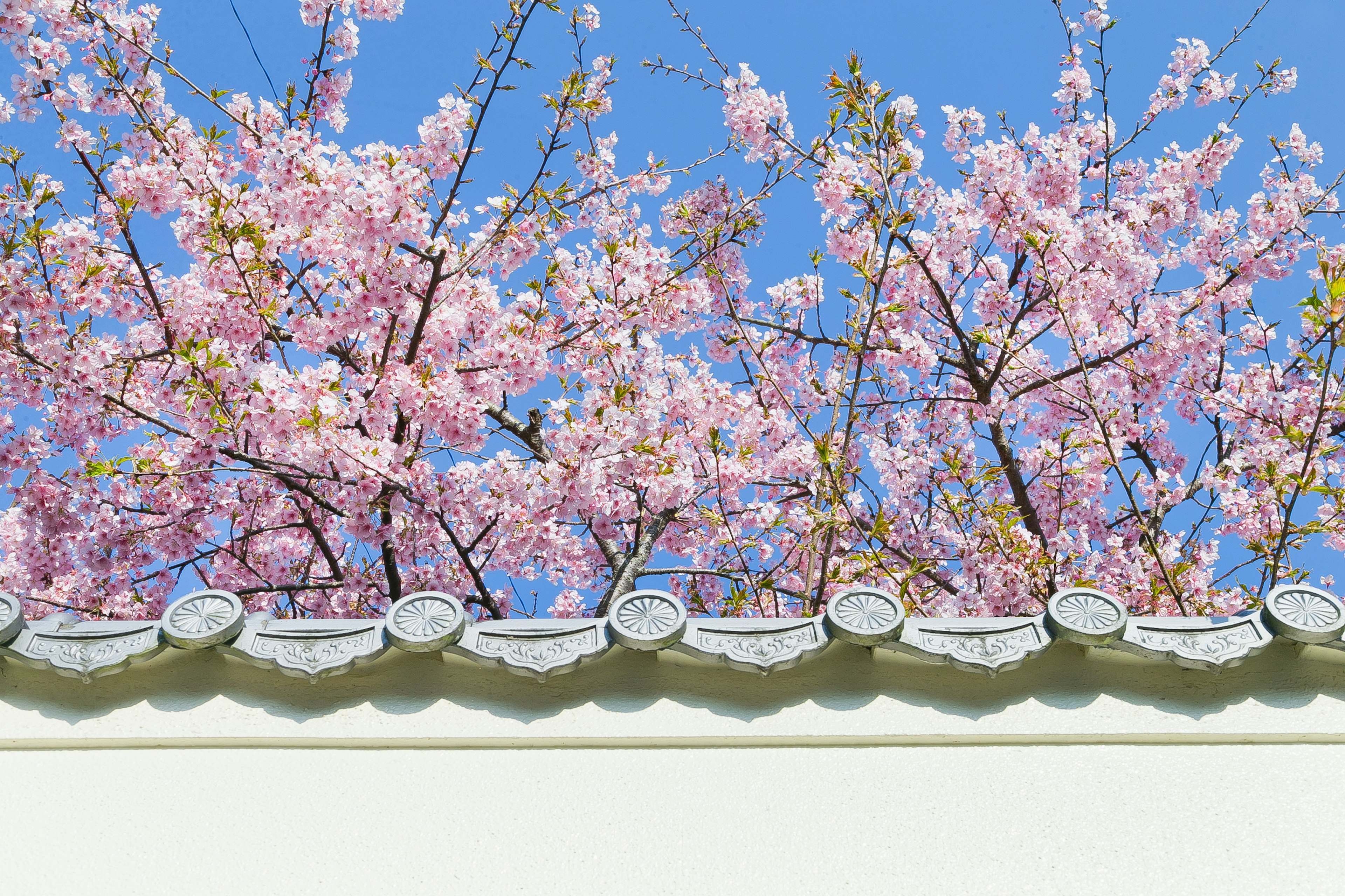 青空の下に咲く桜の花と白い壁