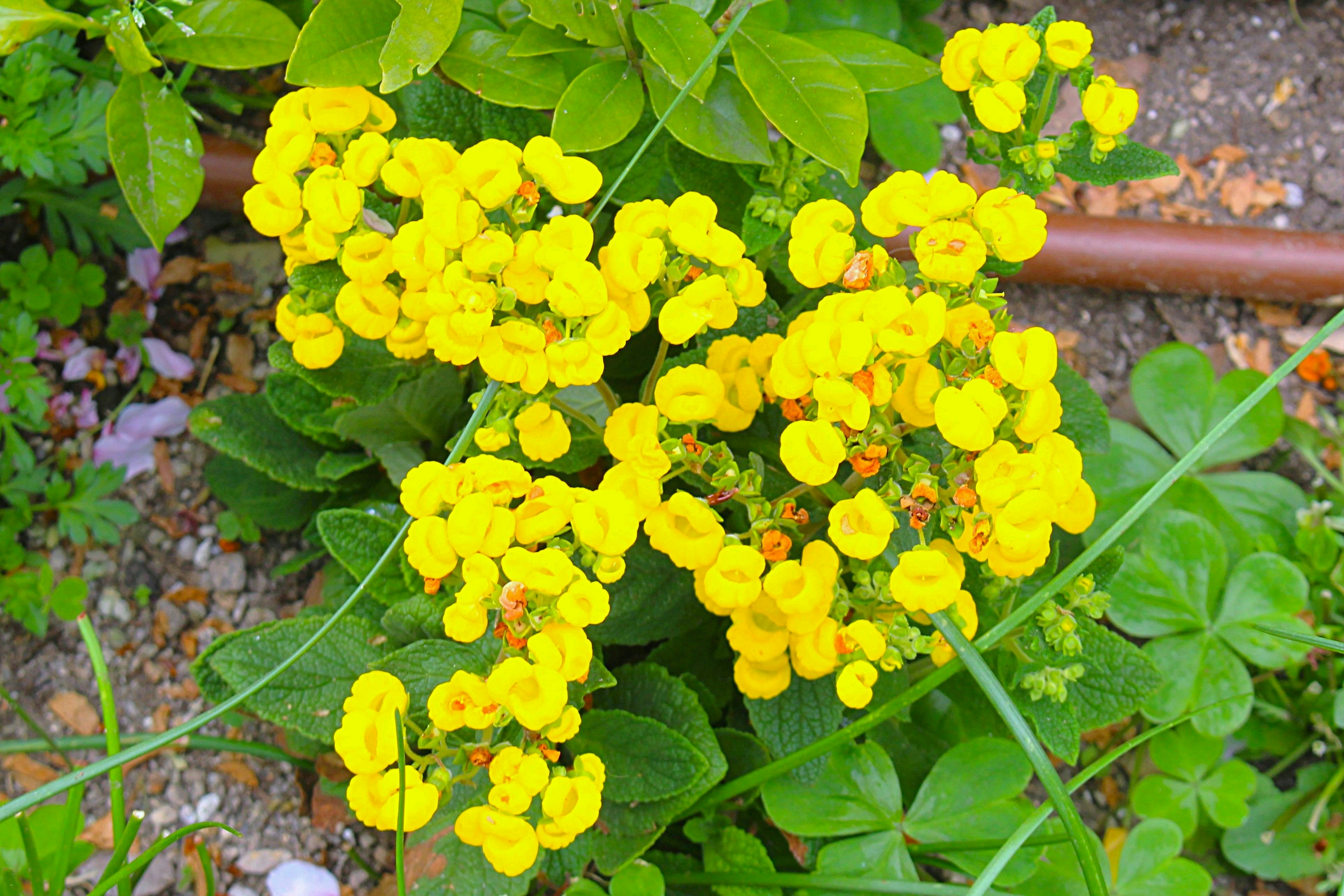 黄色い花が咲く植物のクローズアップ