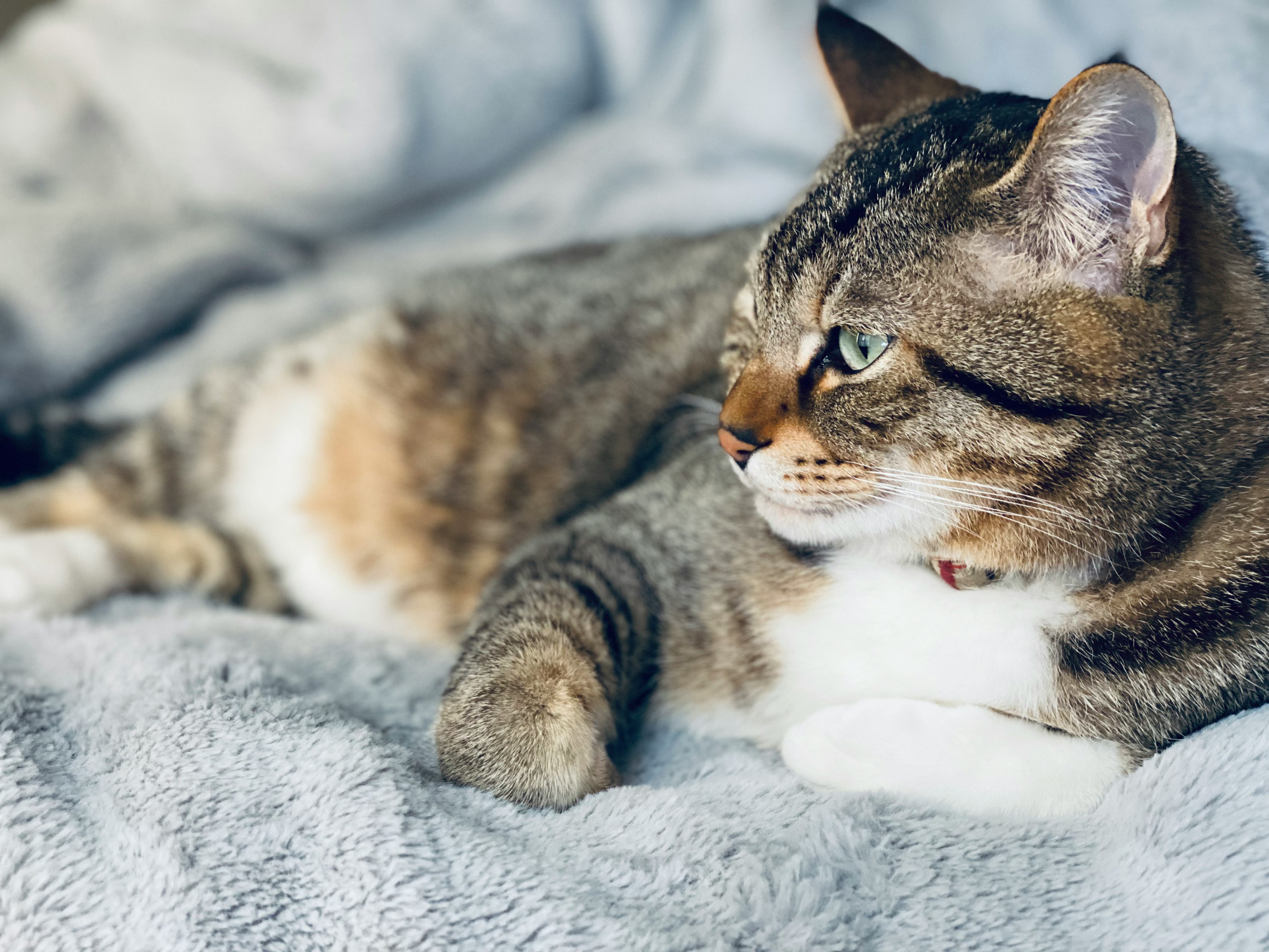 Brown and black striped cat lounging on a gray blanket