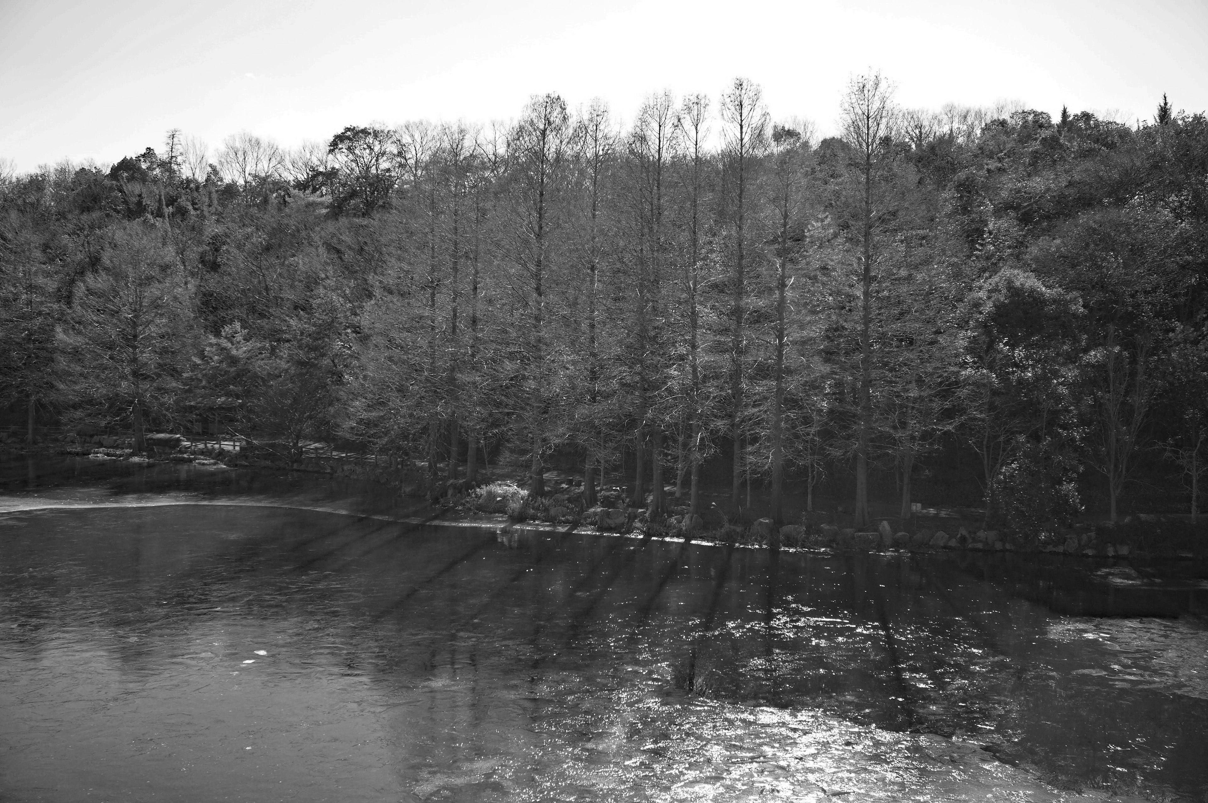 Black and white image of a lake with trees