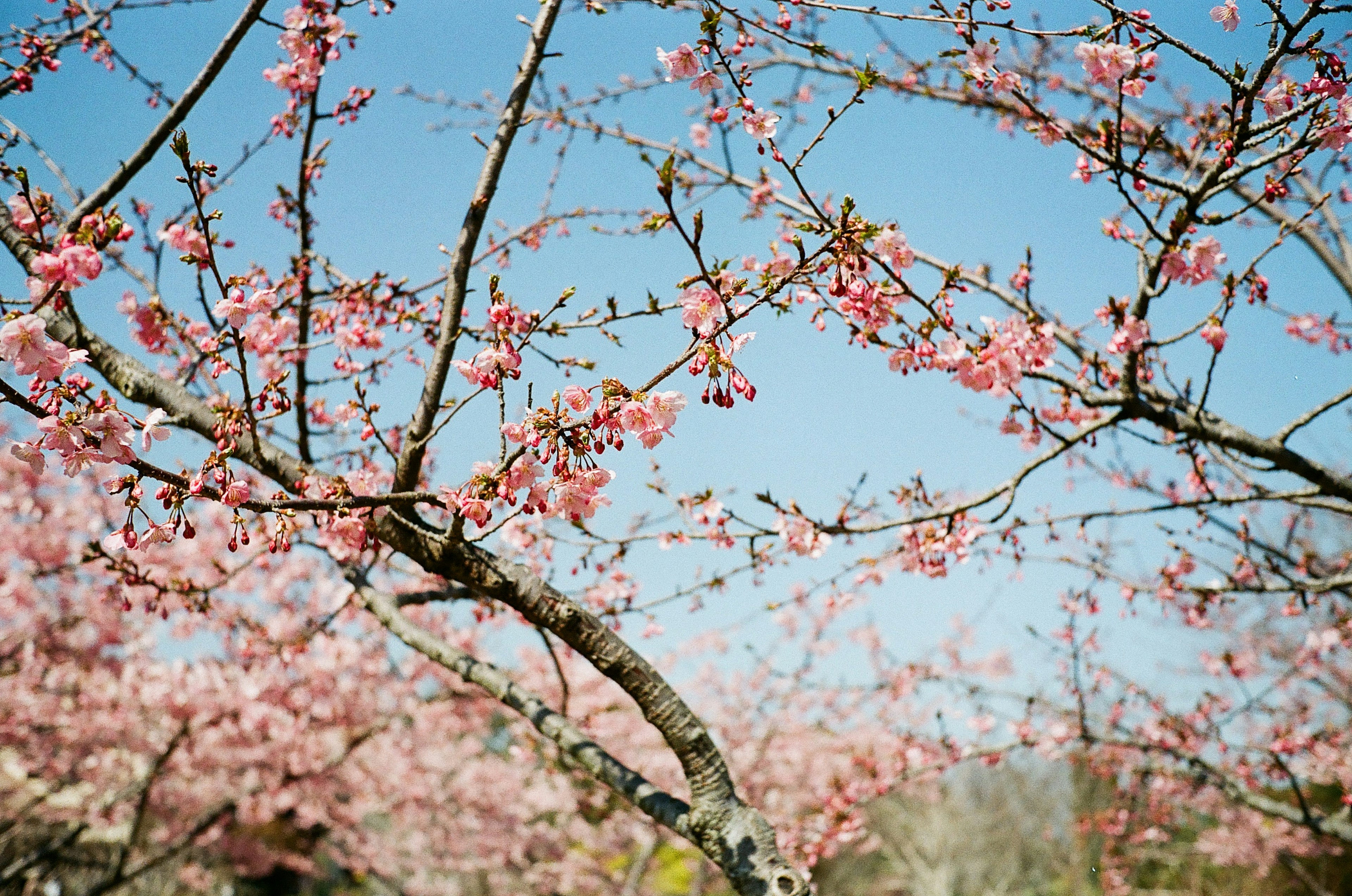 Fiori di ciliegio in fiore sotto un cielo blu chiaro