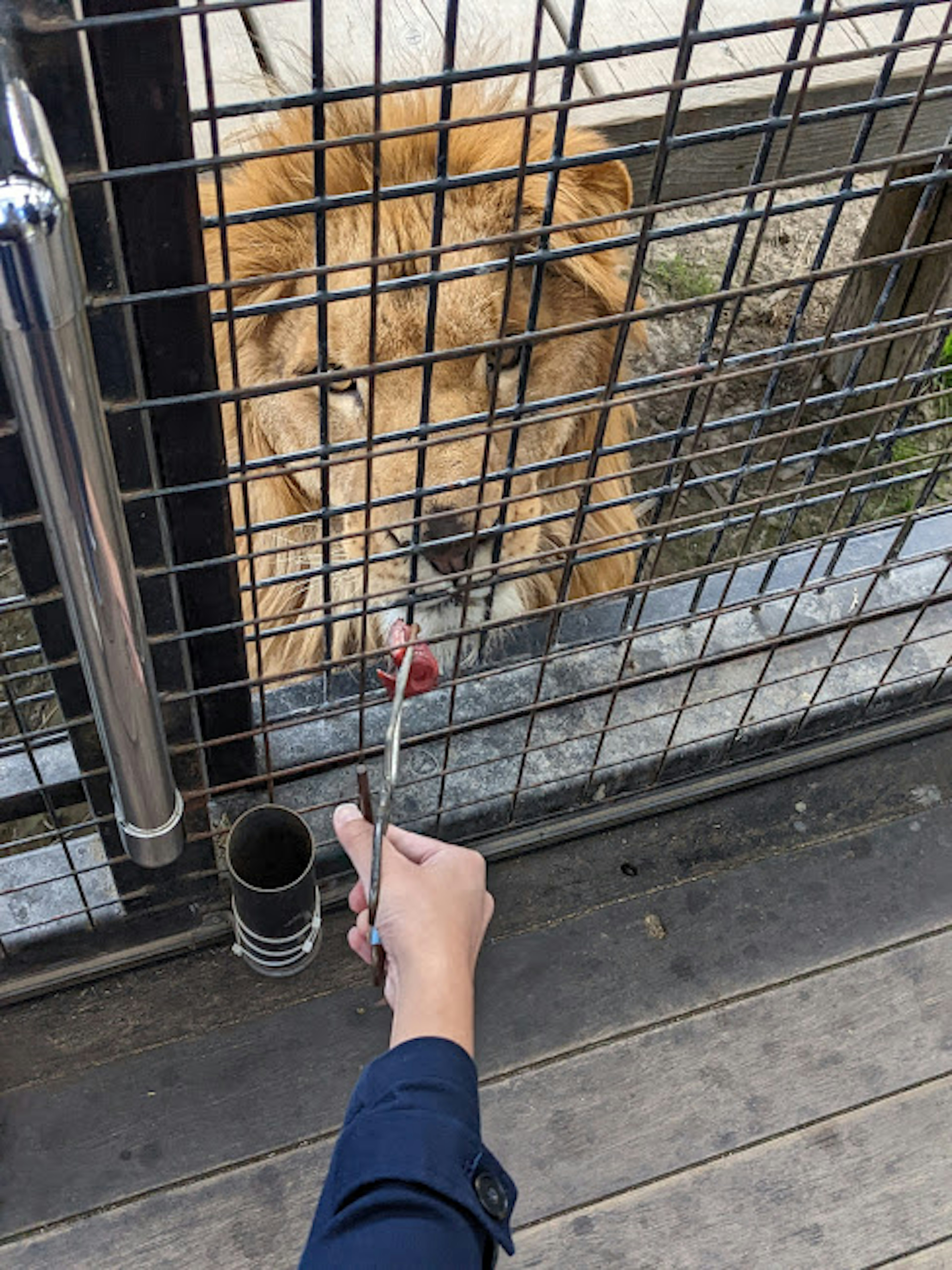 Un león dorado en una jaula alcanzando comida de la mano de una persona