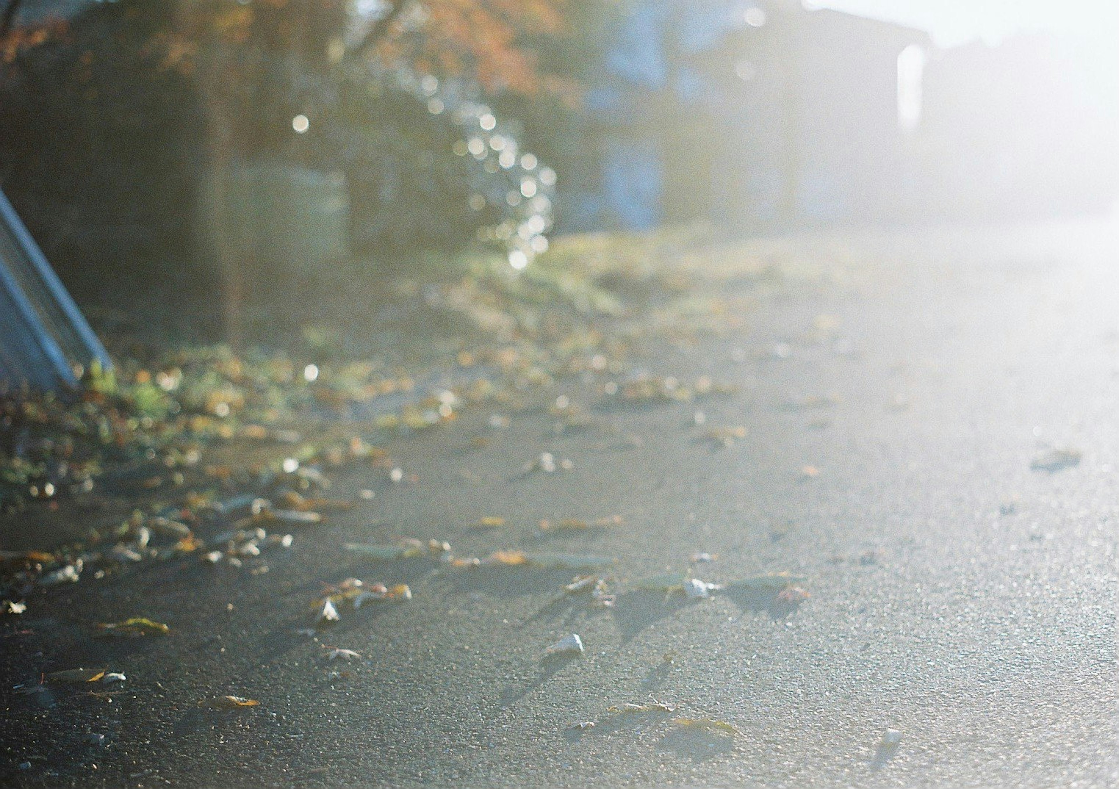 Feuilles d'automne éparpillées sur une route pavée avec une douce lumière