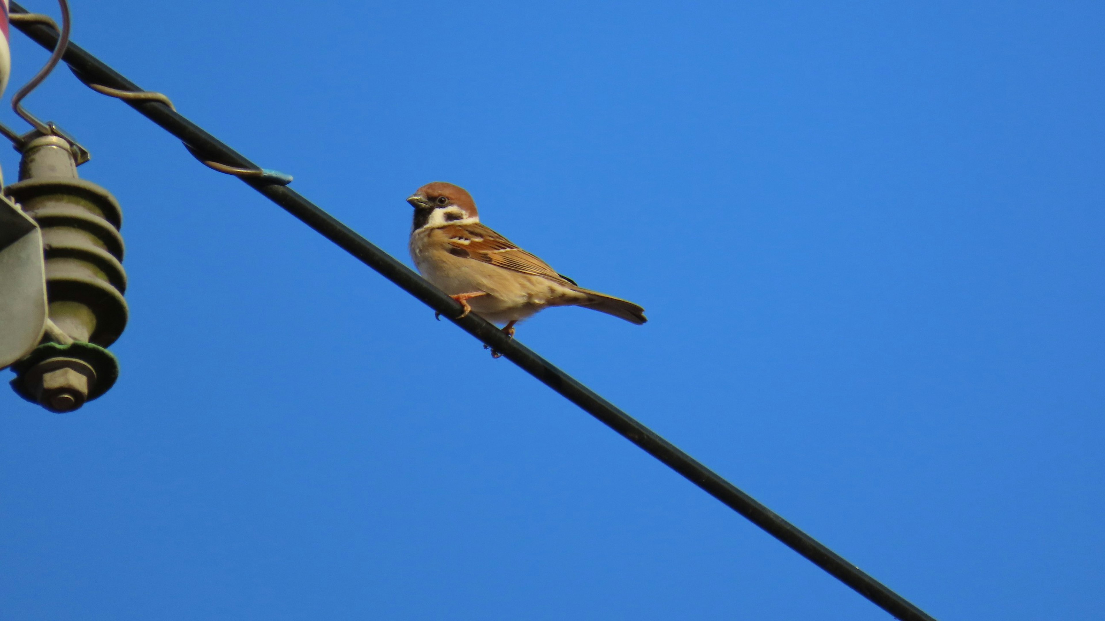 Un petit oiseau perché sur une ligne électrique sous un ciel bleu