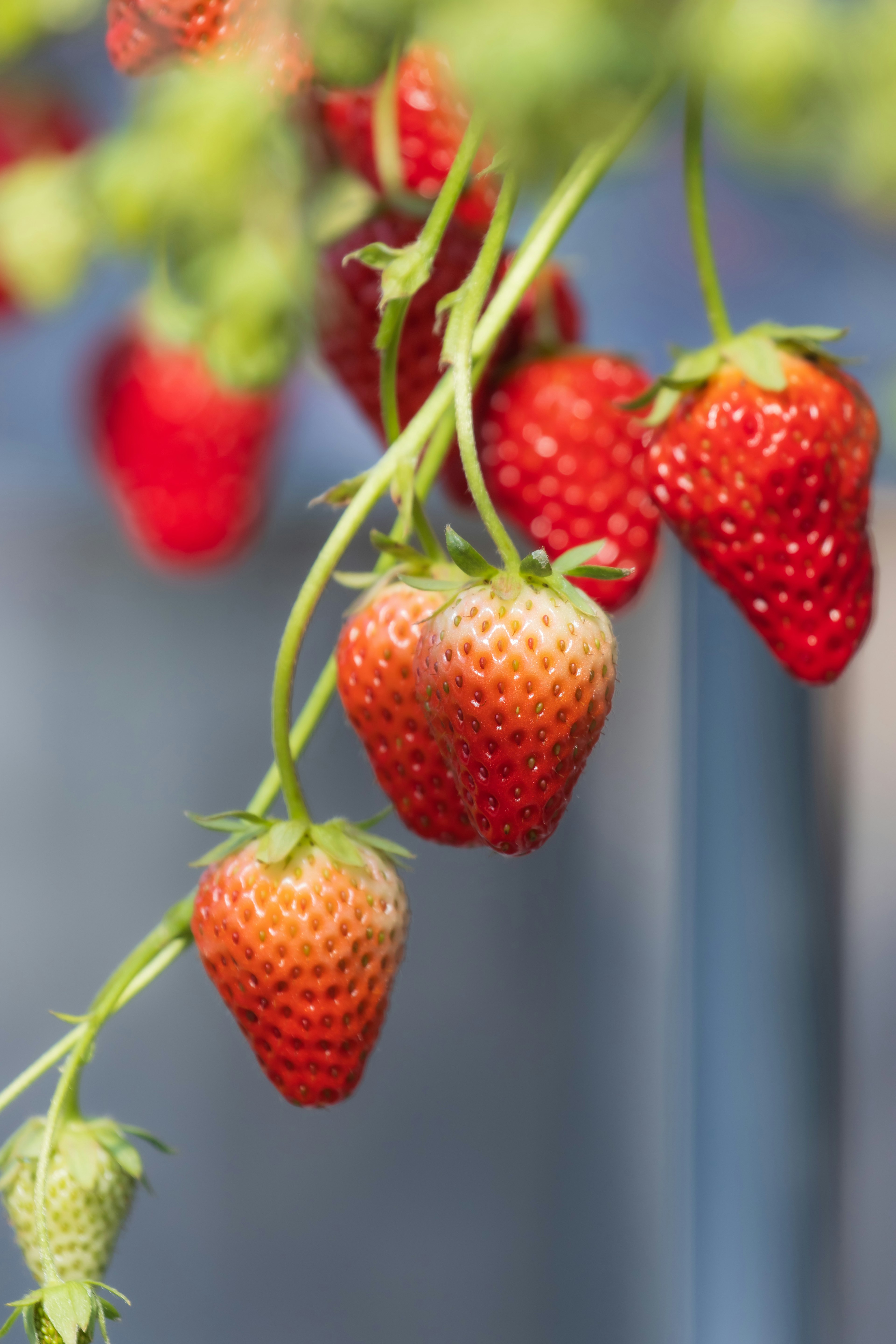 Frische Erdbeeren hängen vor einem blauen Hintergrund