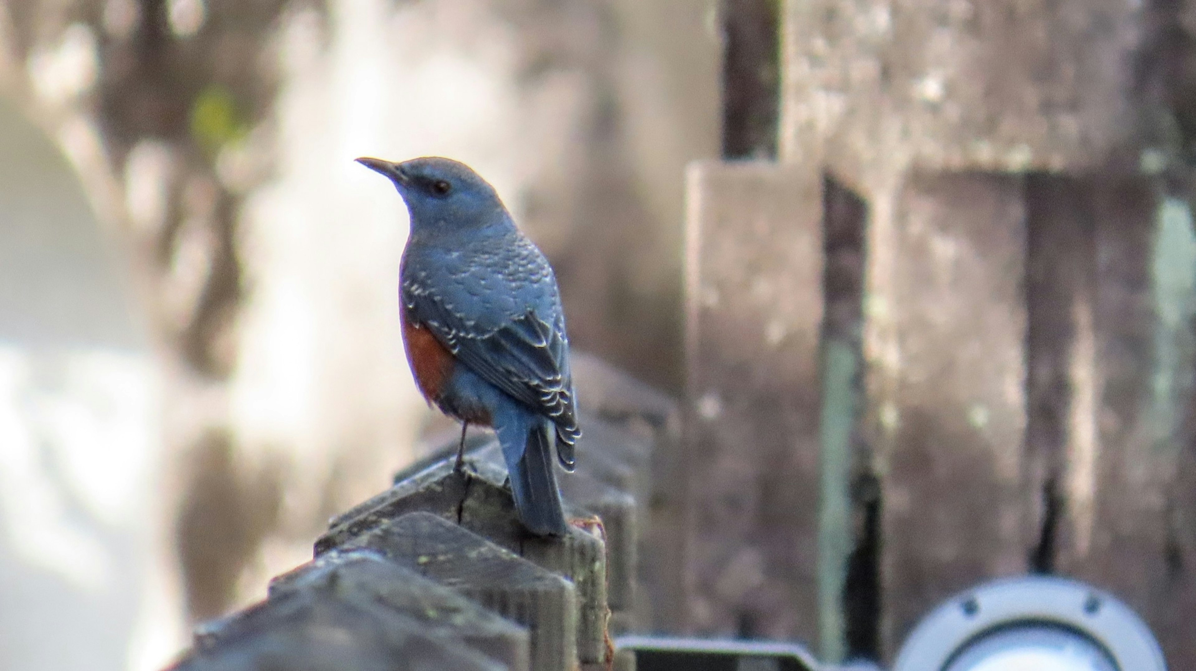 Un piccolo uccello con piume blu e petto rosso appollaiato su una recinzione di legno