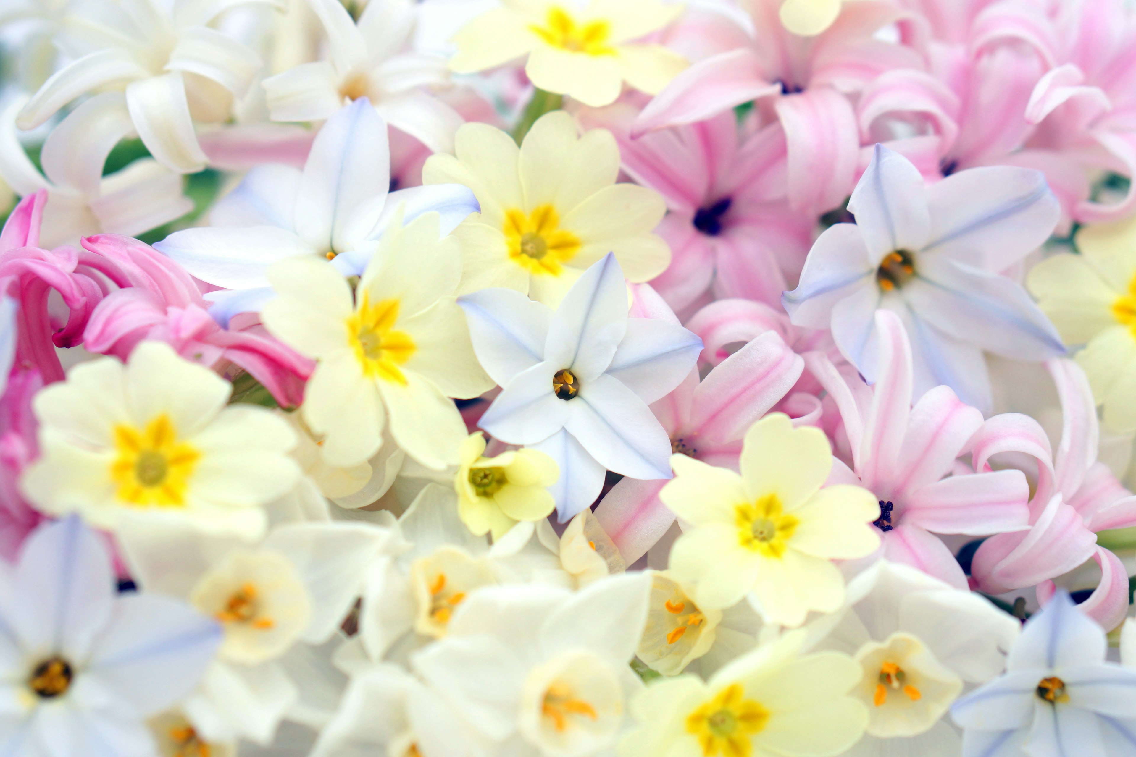 Nahaufnahme von bunten Blumen mit weißen und rosa Blütenblättern und gelben Zentren