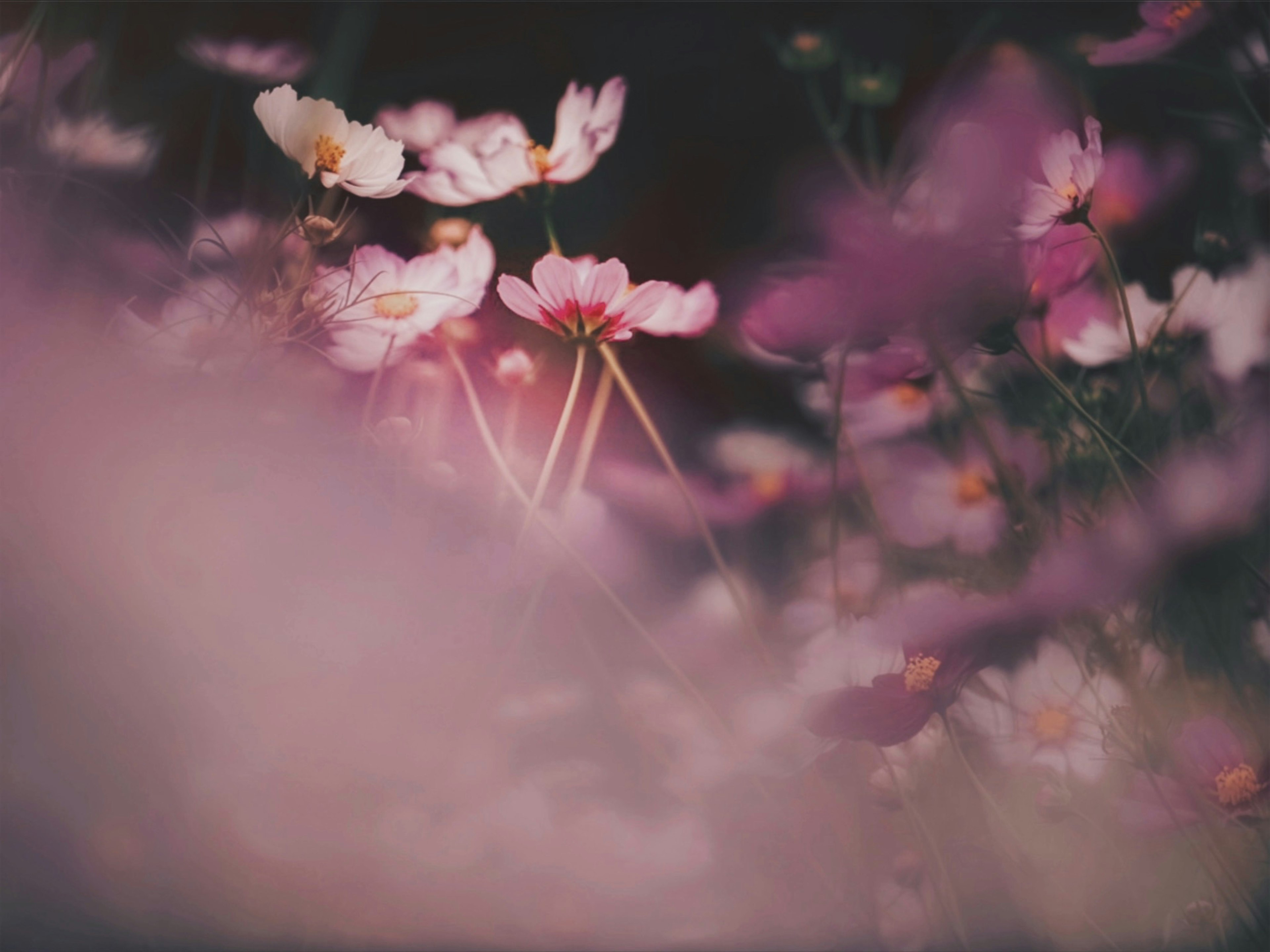 Delicate flowers in soft hues against a blurred background