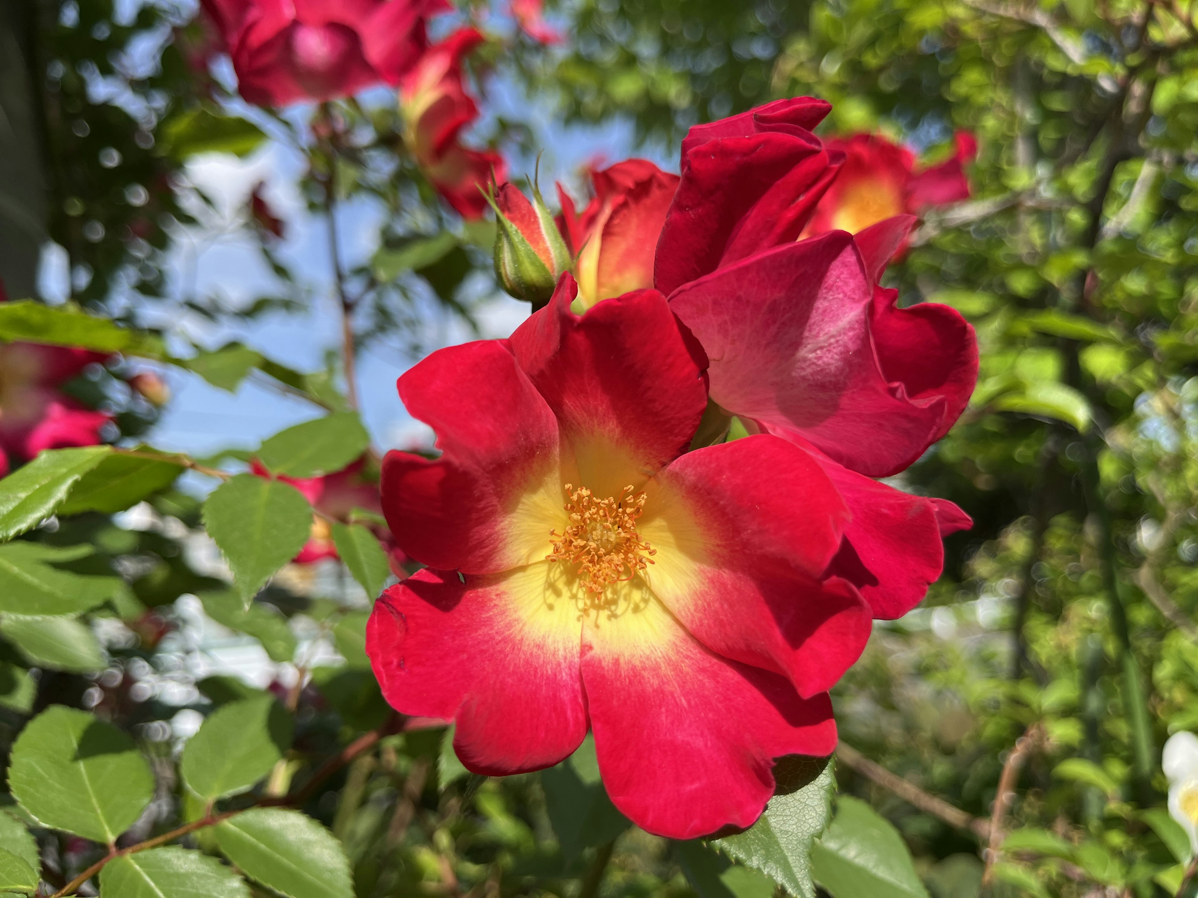 Vibrant red rose flower blooming with yellow center