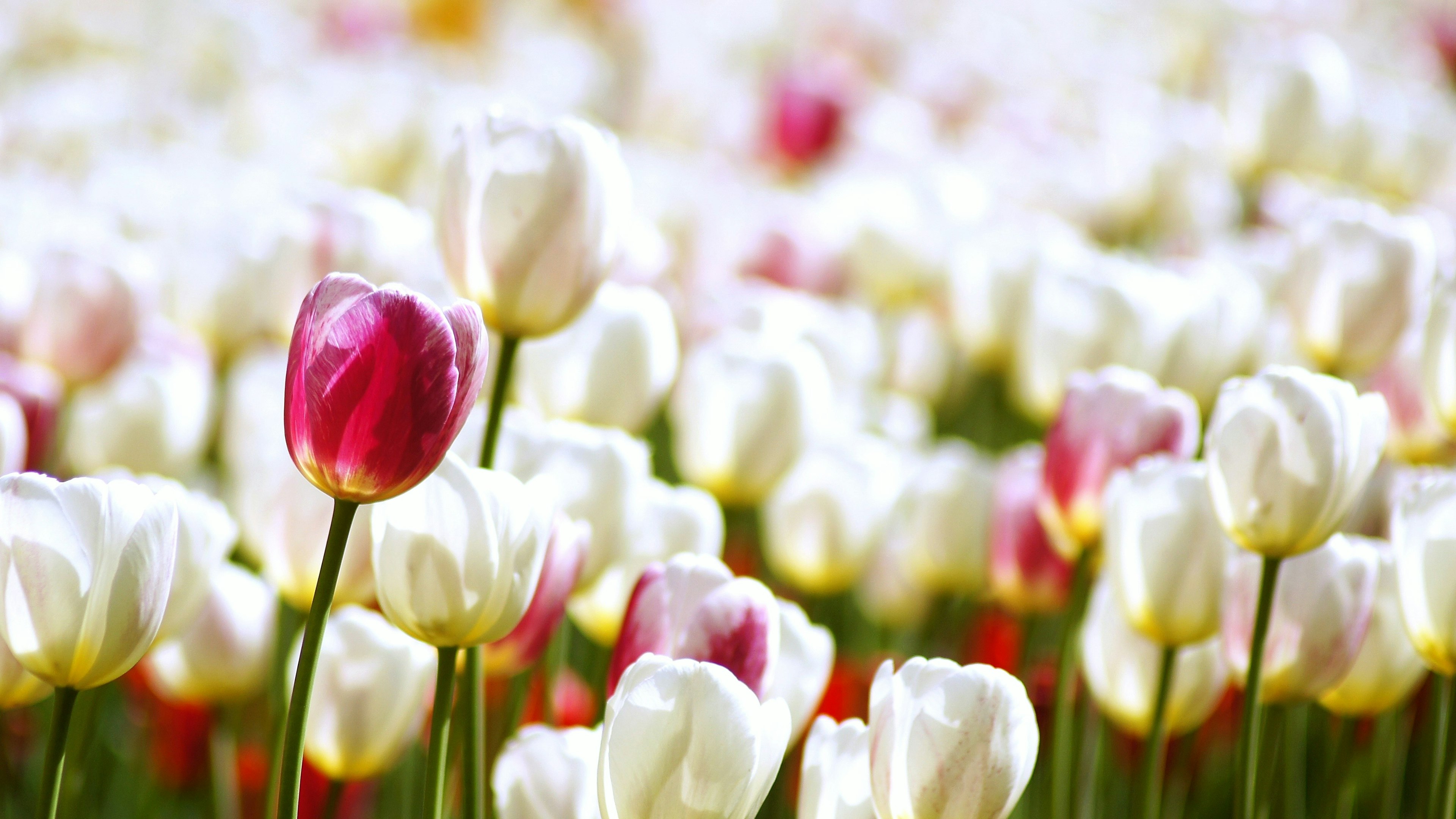 Tulip warna-warni mekar di ladang yang hidup