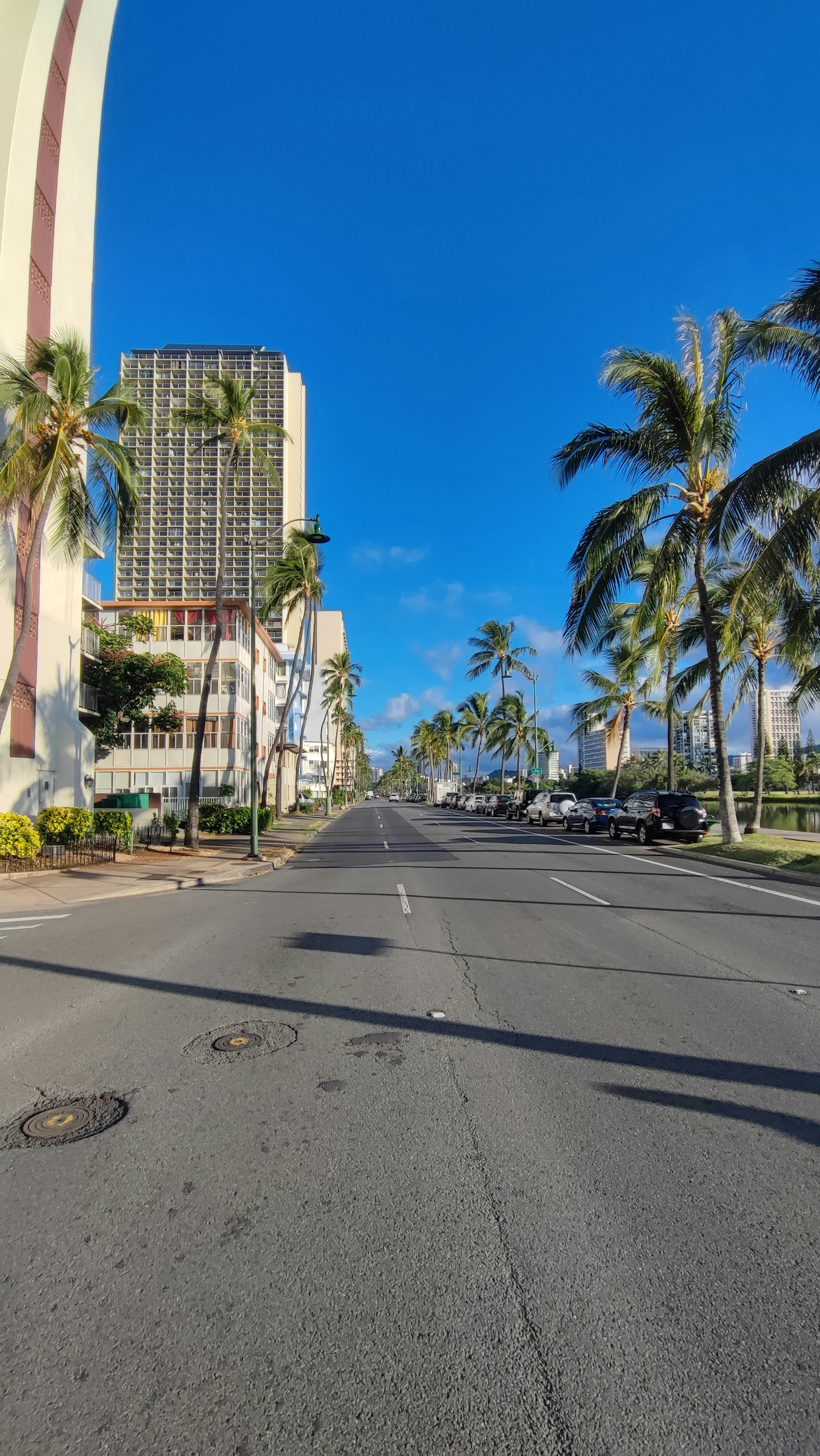 Street lined with palm trees under a clear blue sky